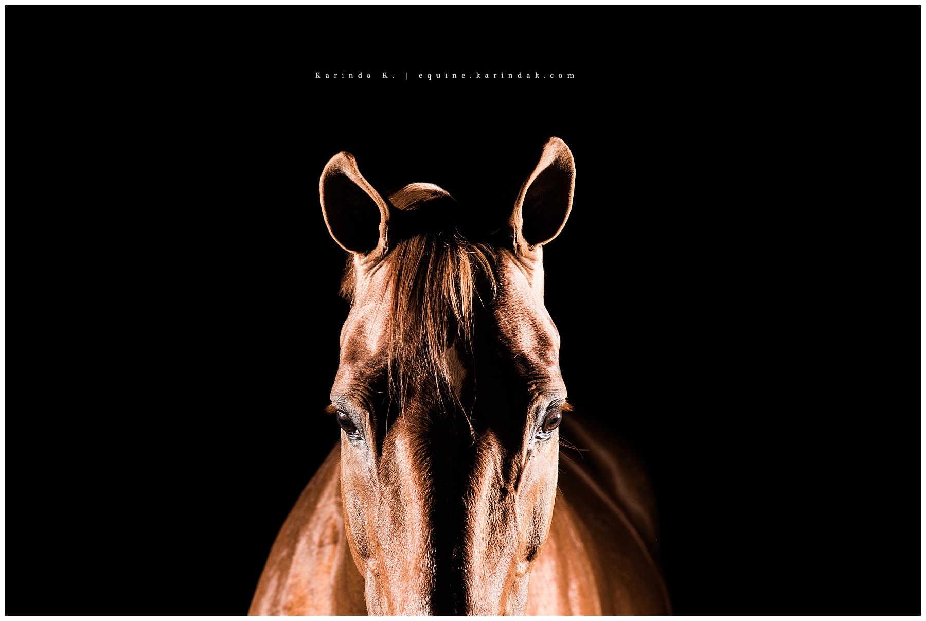 black background horse portraits 