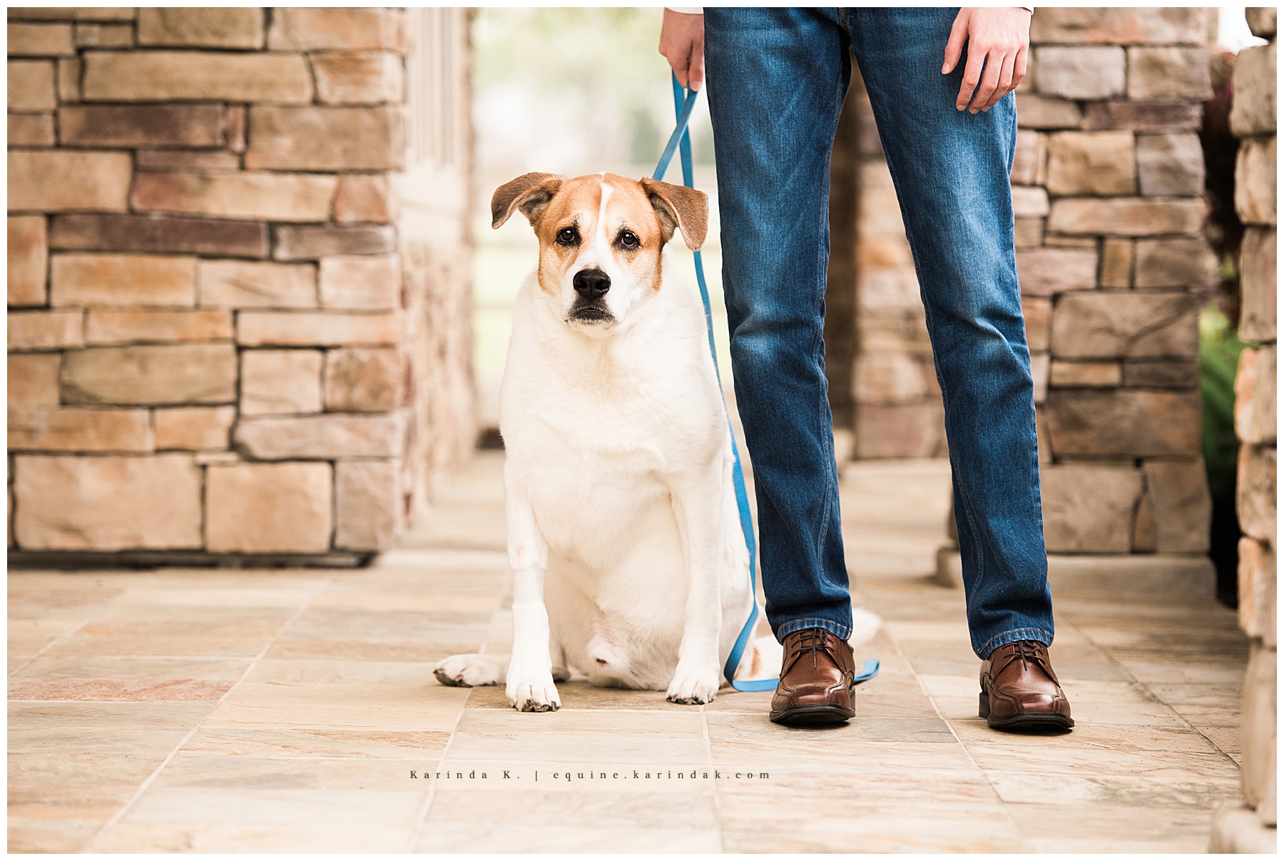 senior dog portraits