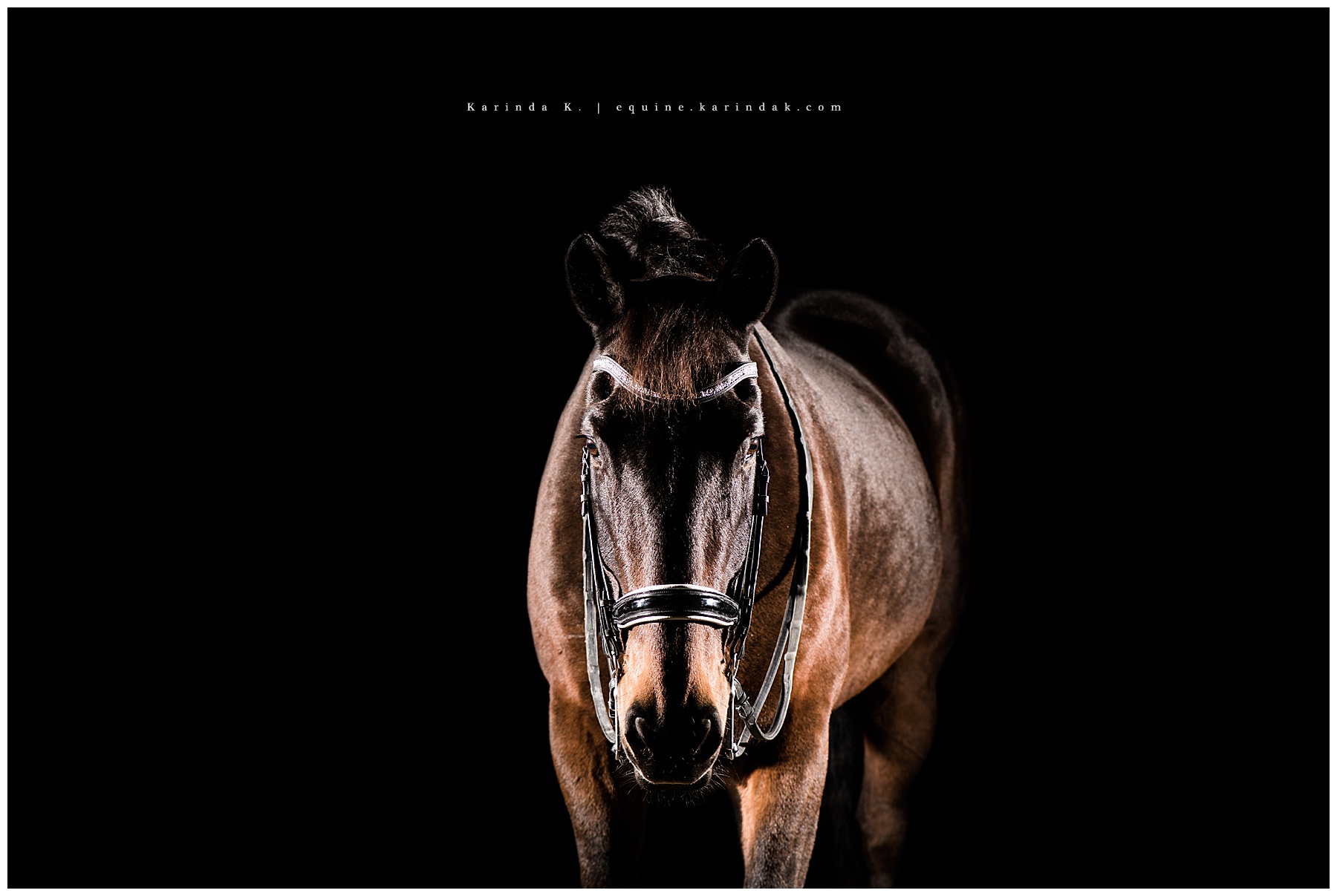 black background horse portrait cypress, tx 