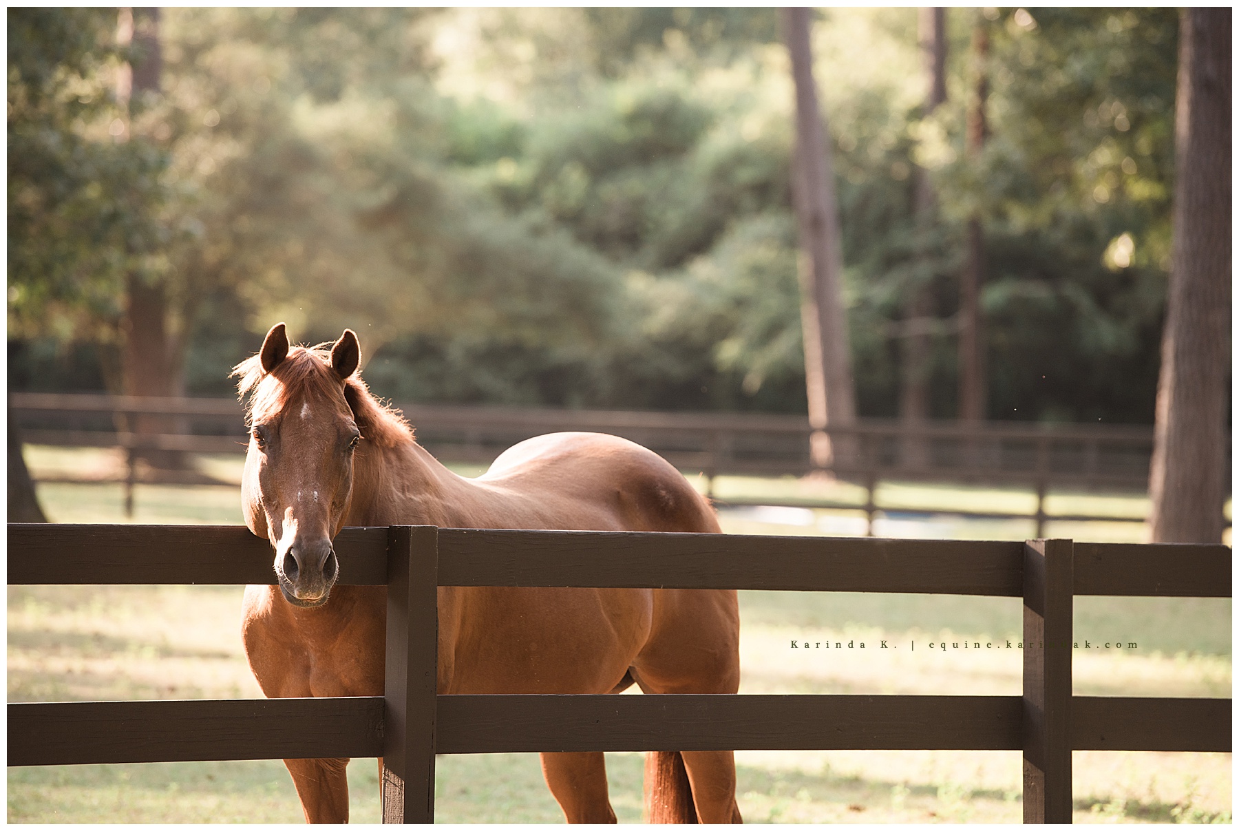 horse portraits in paddock 