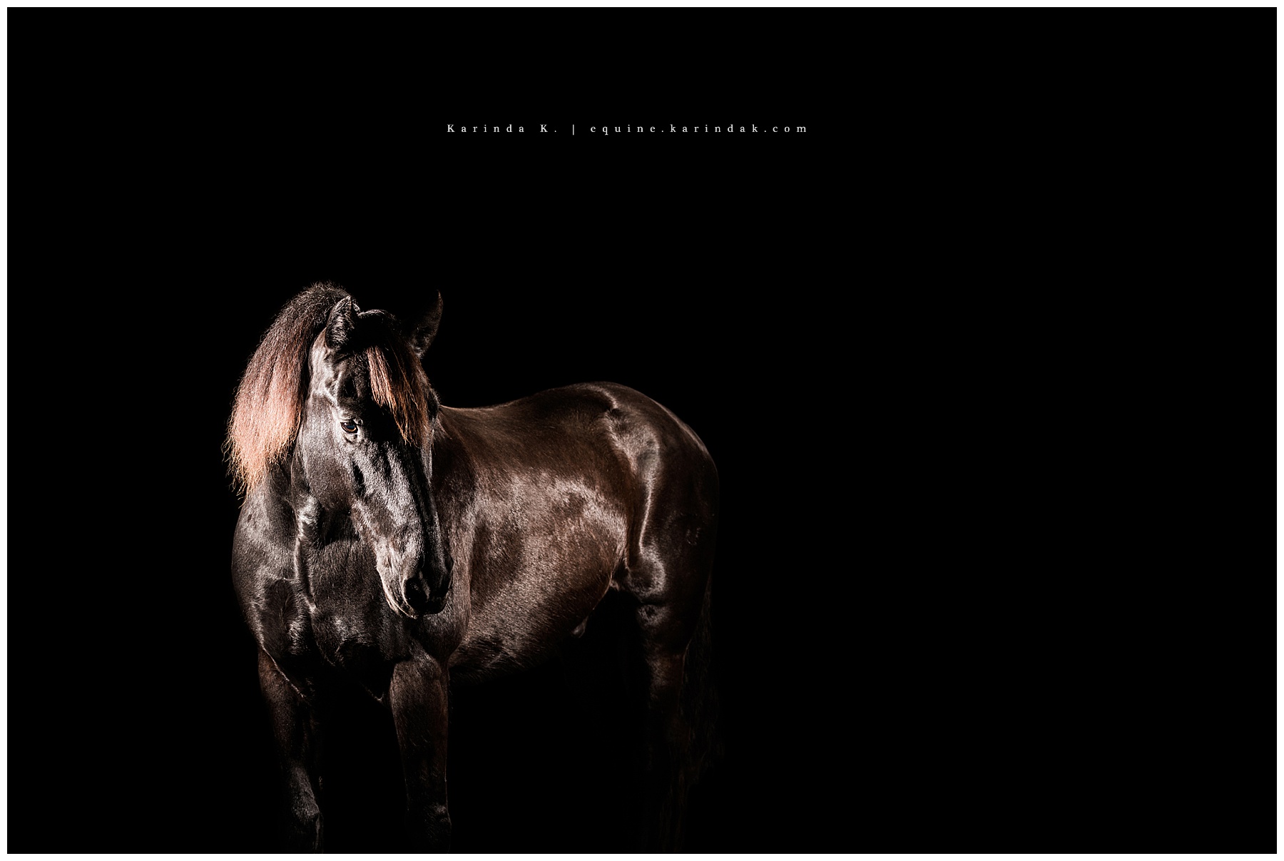 black horse black background  portrait photographer