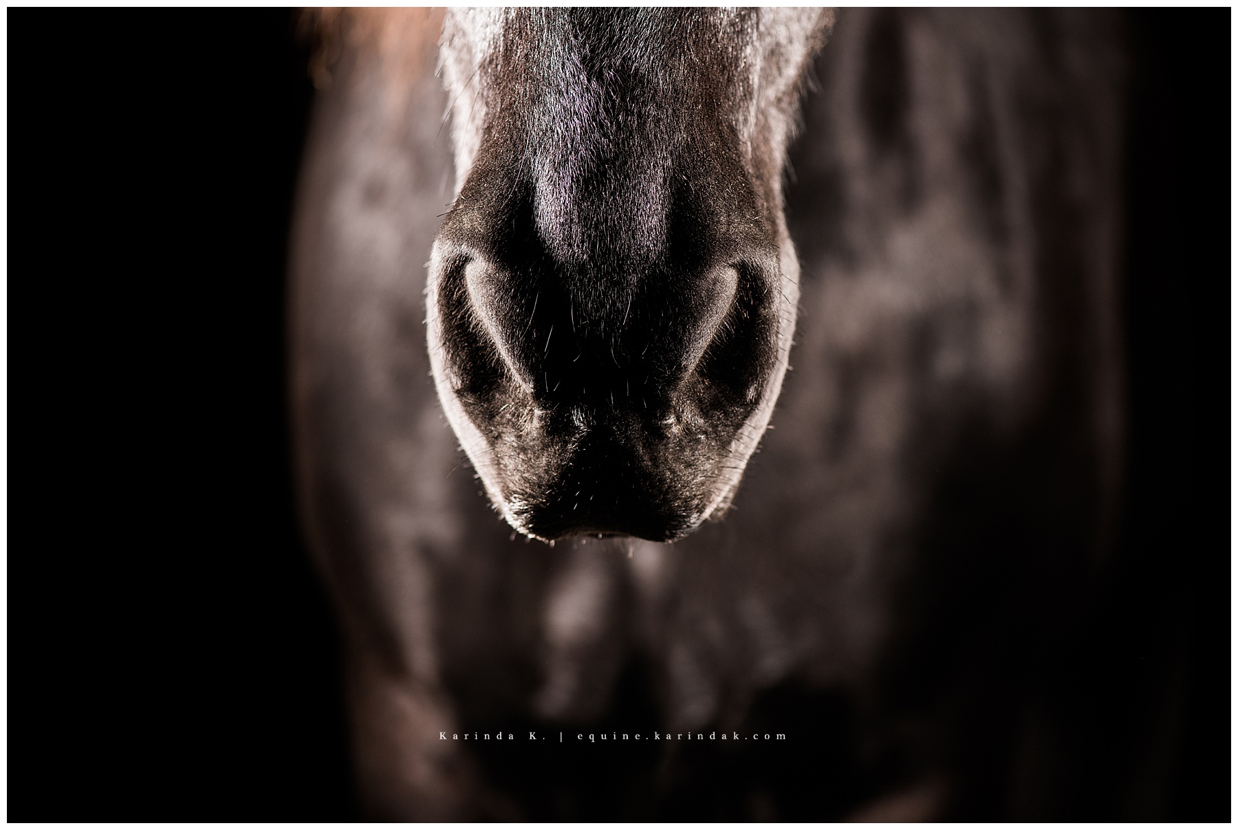 horses nose portrait black background 