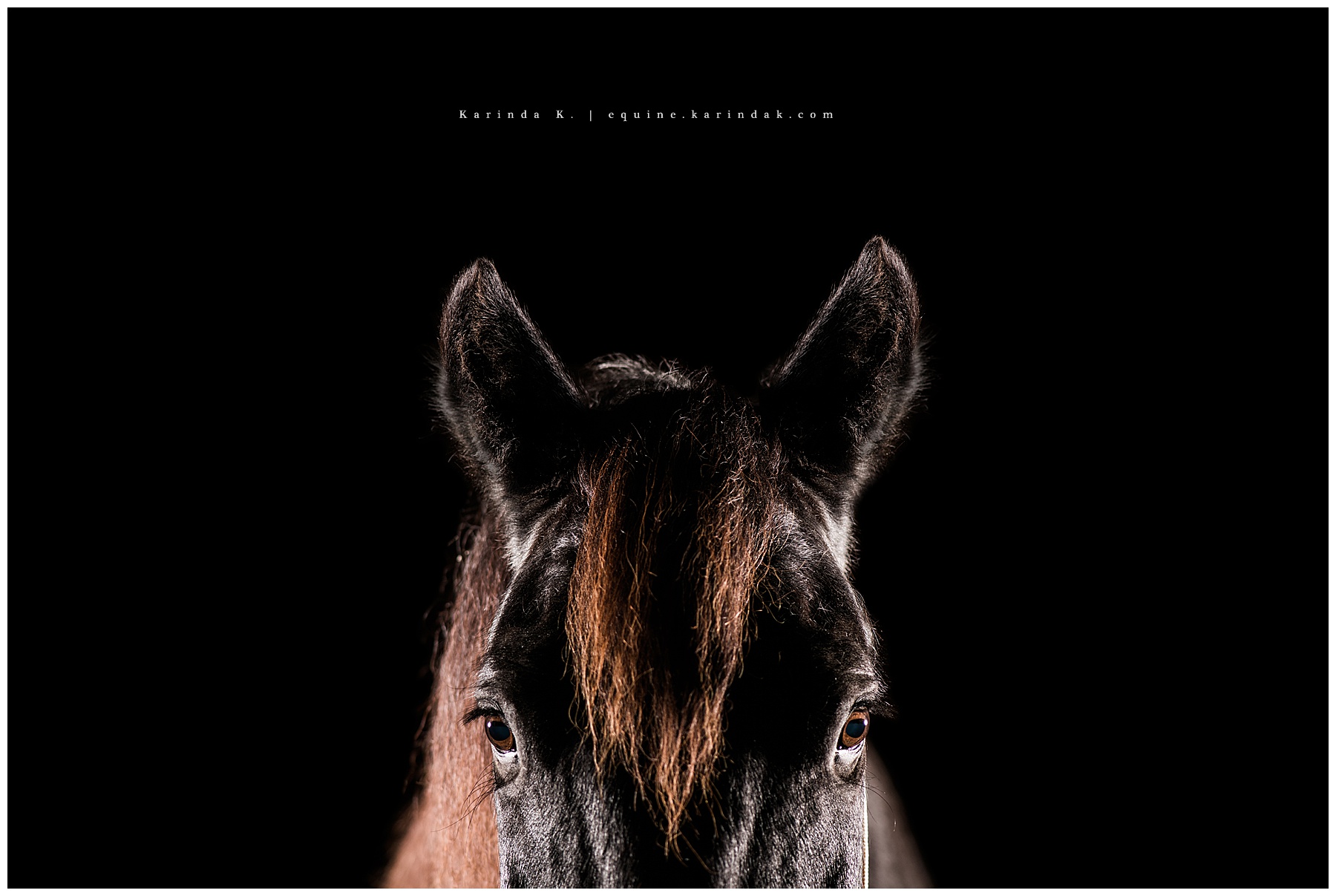 senior horse portraits houston, tx 