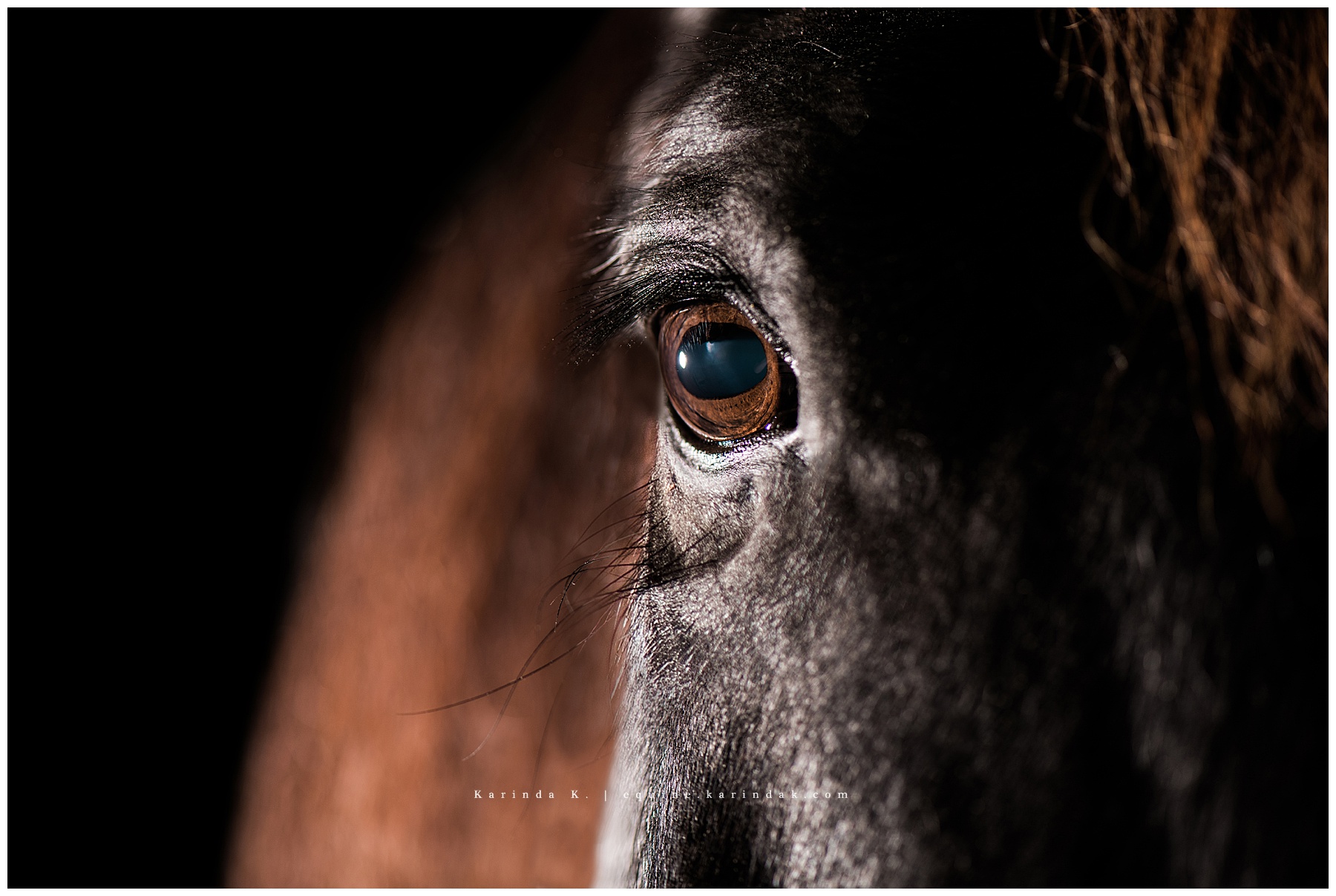 black background horse portraits houston, tx 