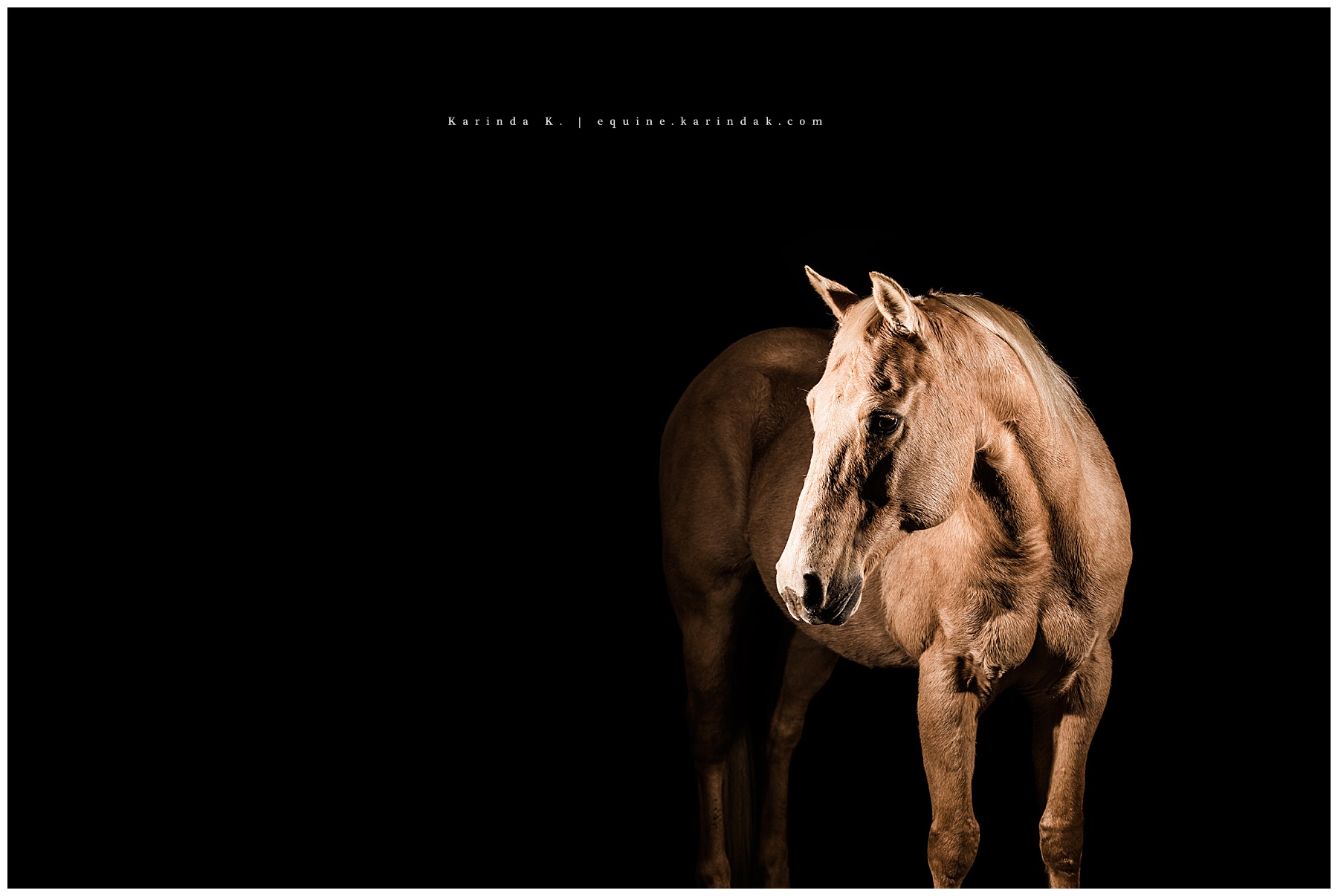 black background horse portraits magnolia, tx 