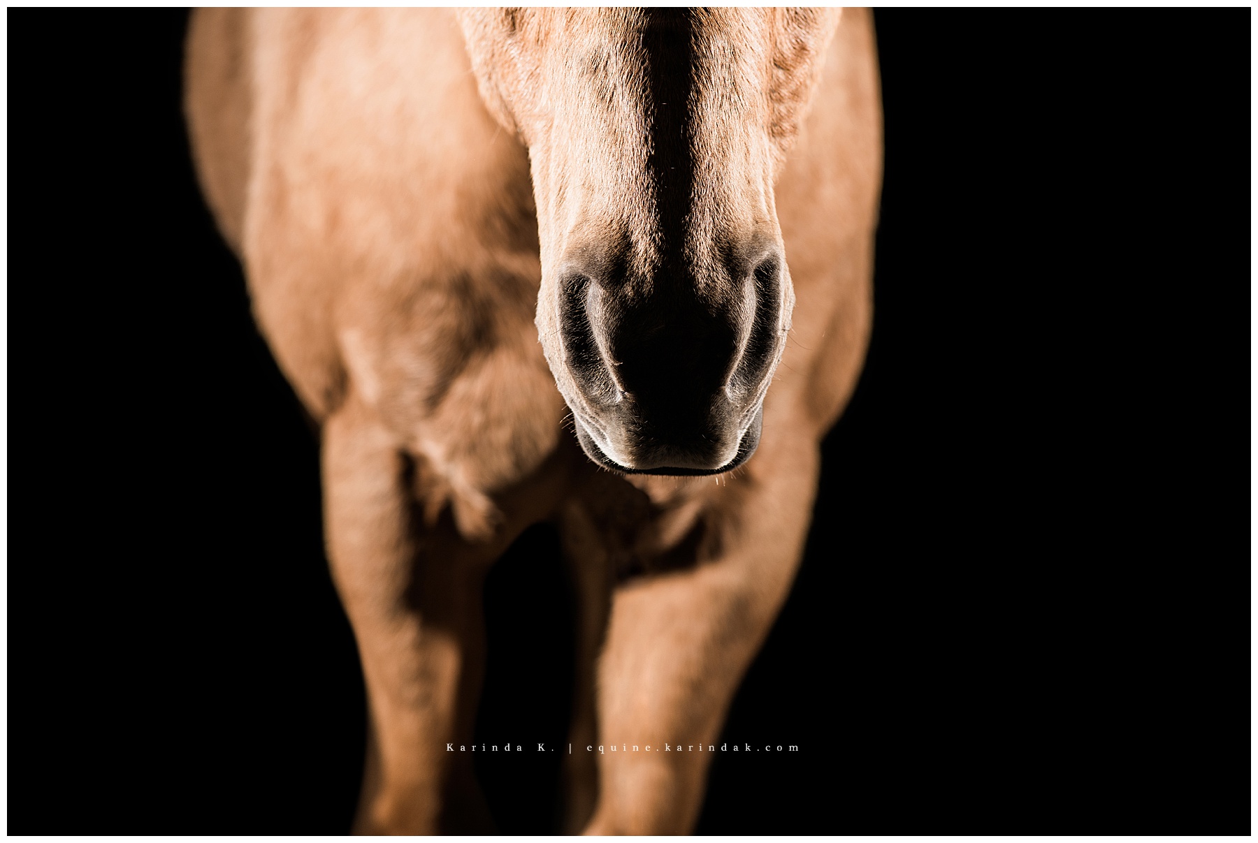 black background close up horses nose portrait 