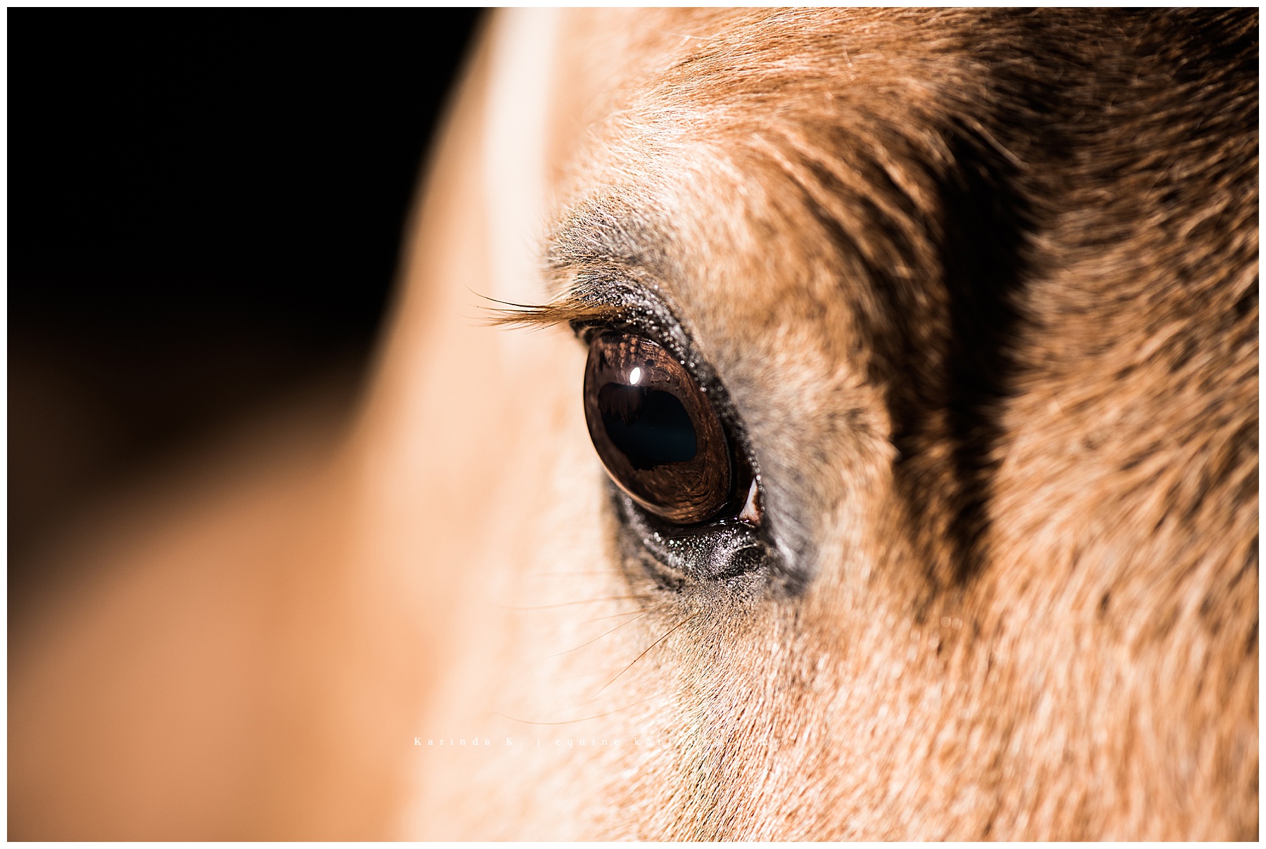 black background horses eye portrait 