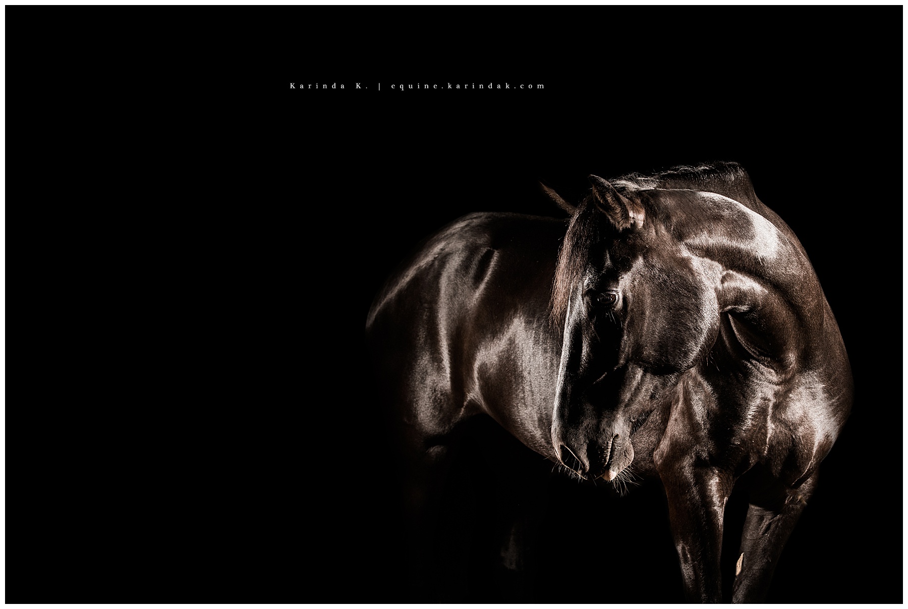 Black Background Portraits Black Horses Bastrop, TX