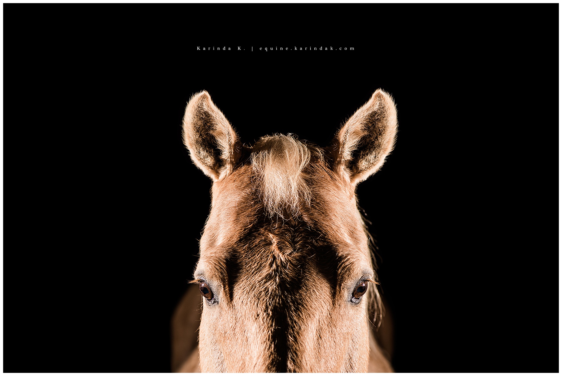 black background horse photographer  