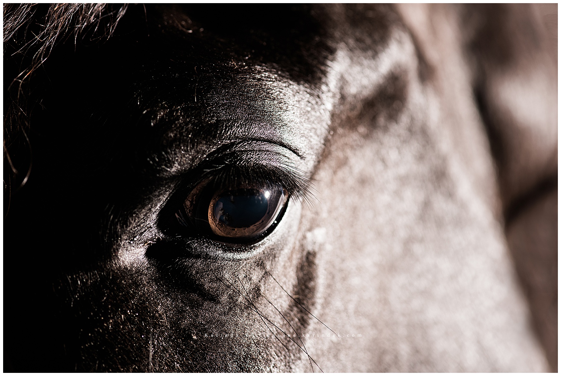 black background horse eye close up portrait 