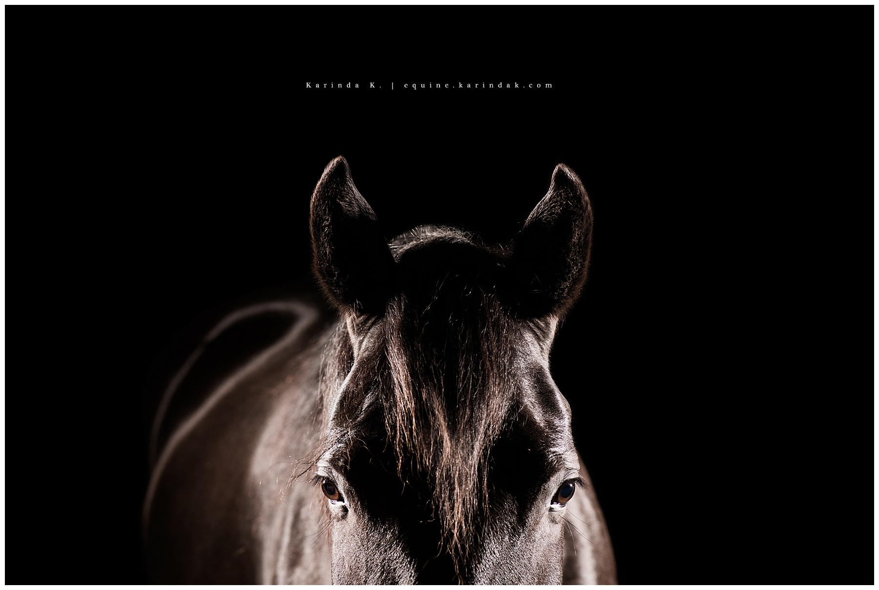 Black Horses Texas Equine Photographer Black Background Bastrop, TX 