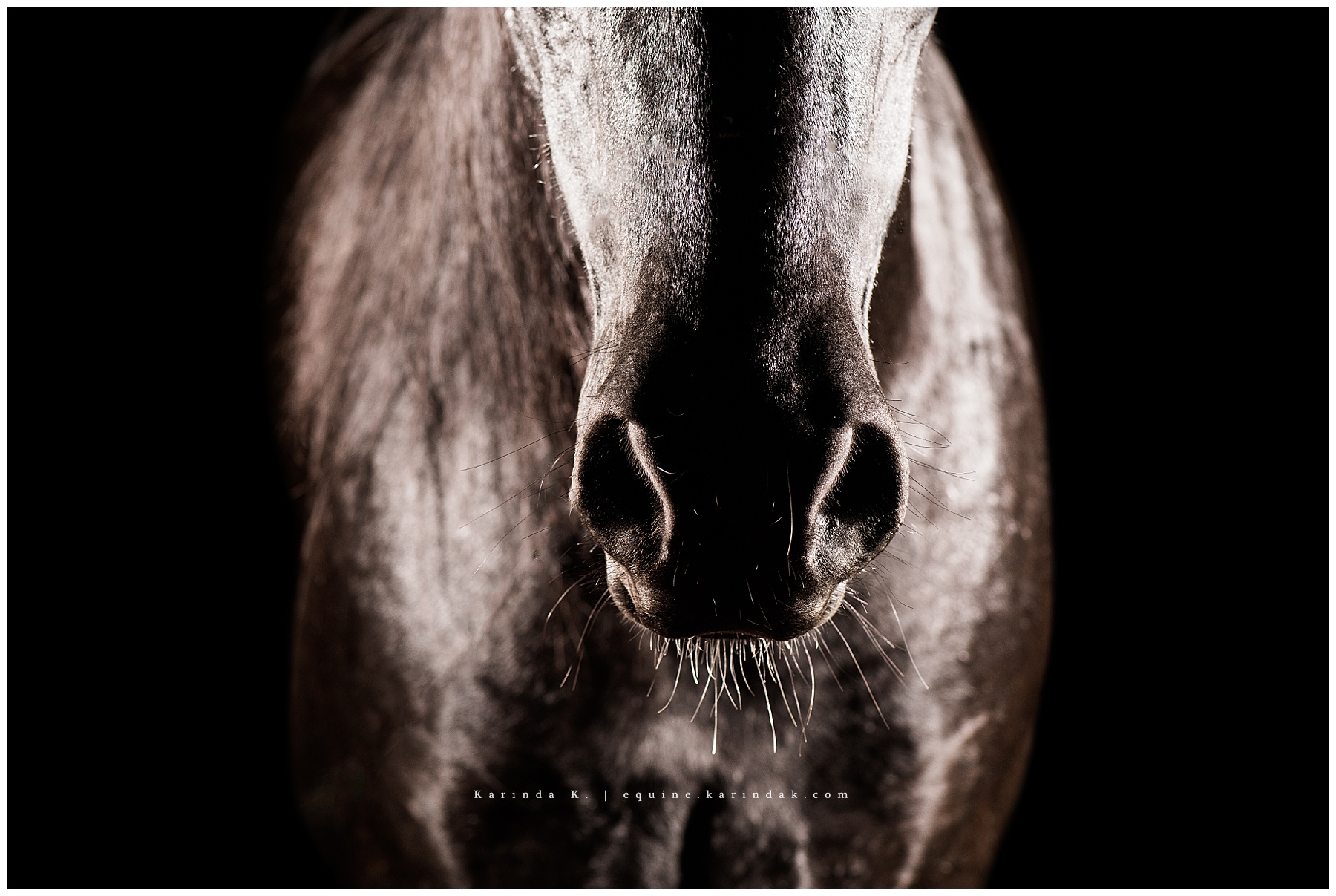 Black Background Portraits Close Up Horses Nose 