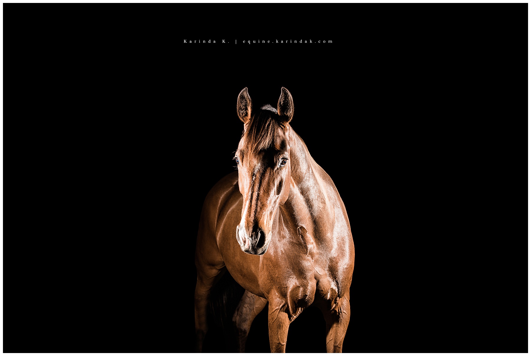 black background equine photographer 