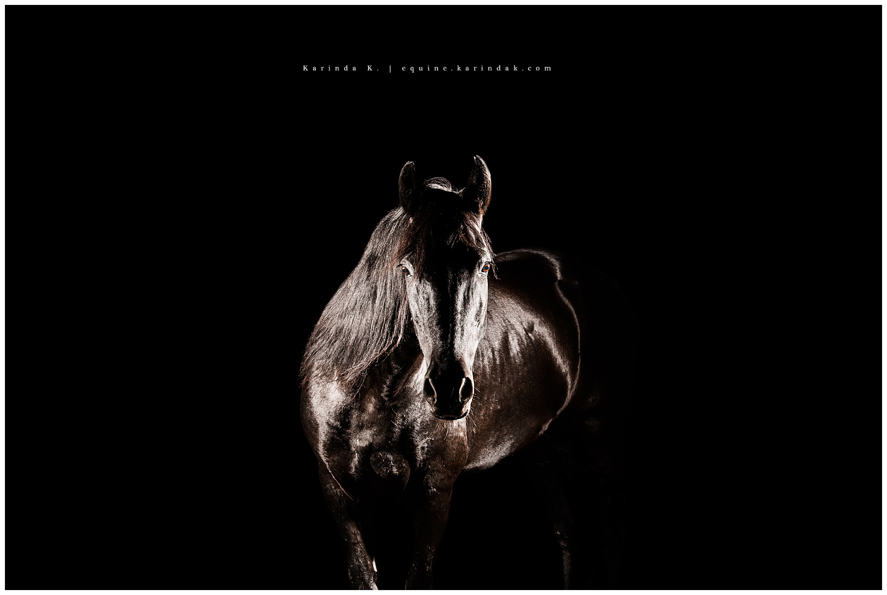 Black Background Portraits With Black Horses Texas Equine Photographer