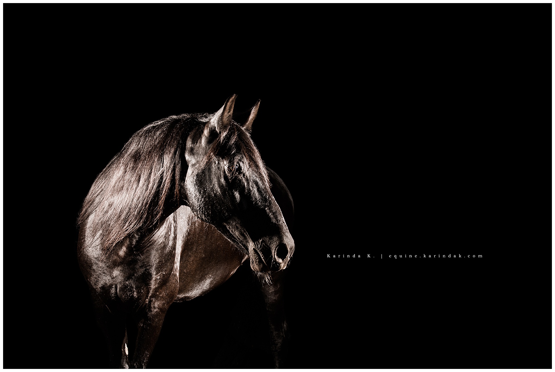 Black Background Portraits Black Horses Bastrop, TX 