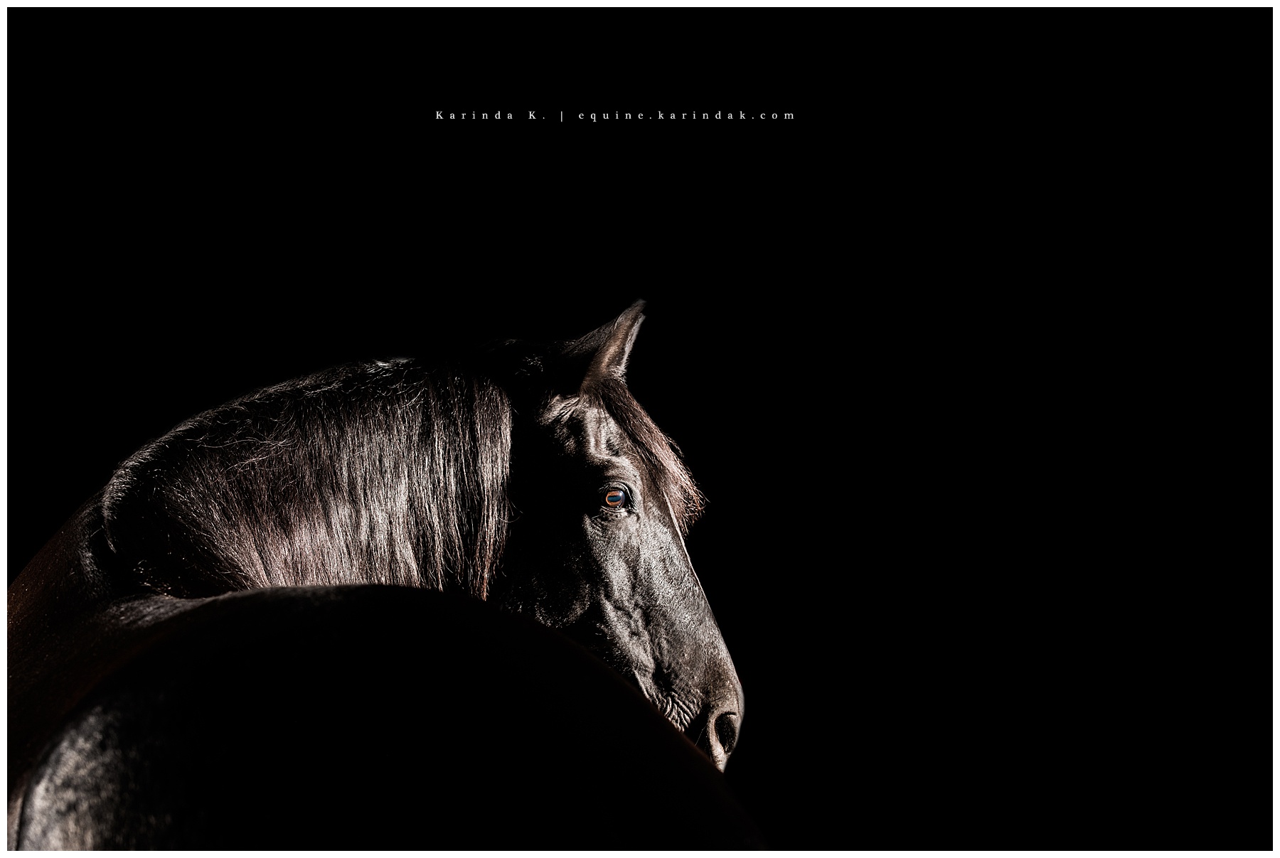 Texas Equine Photographer 