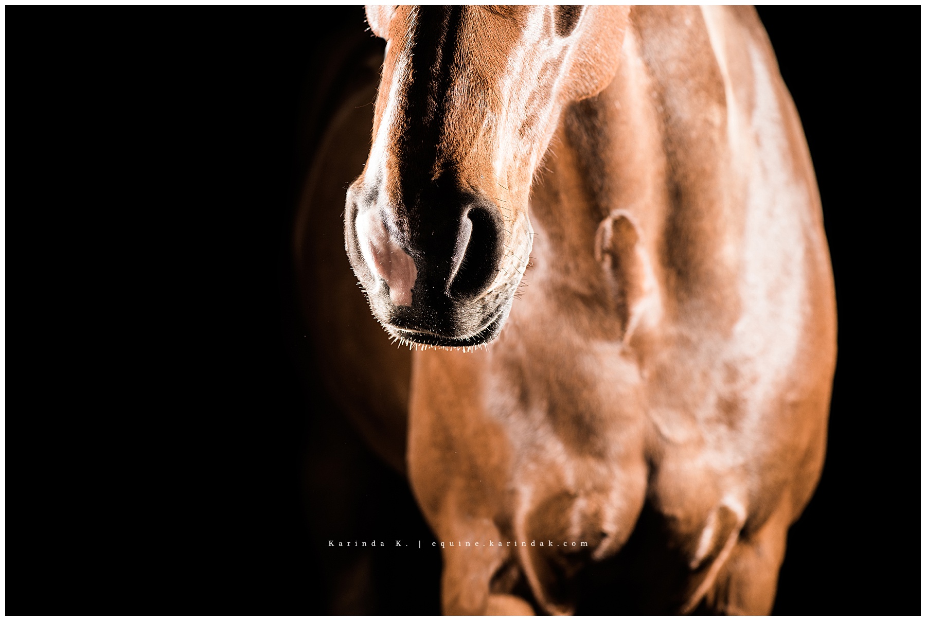 black background horse nose close up portrait 