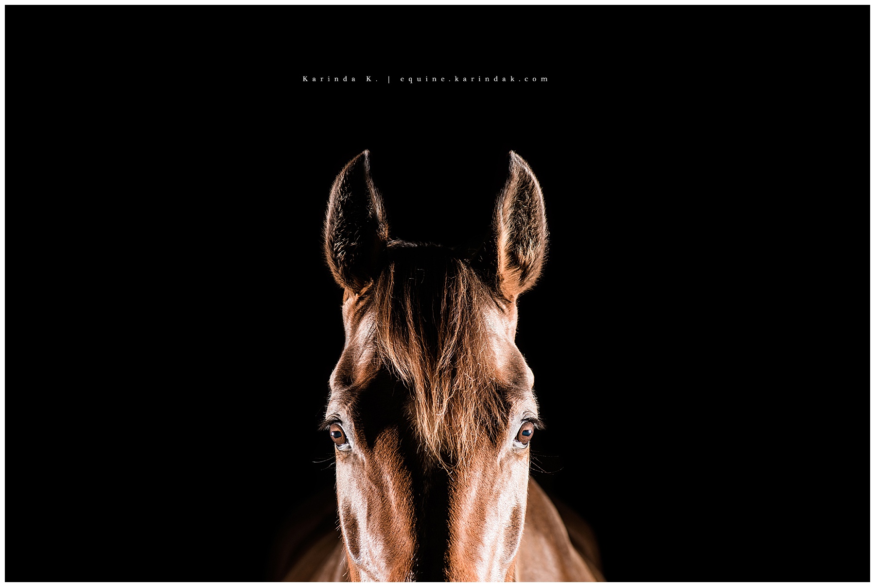 black background equestrian portrait 