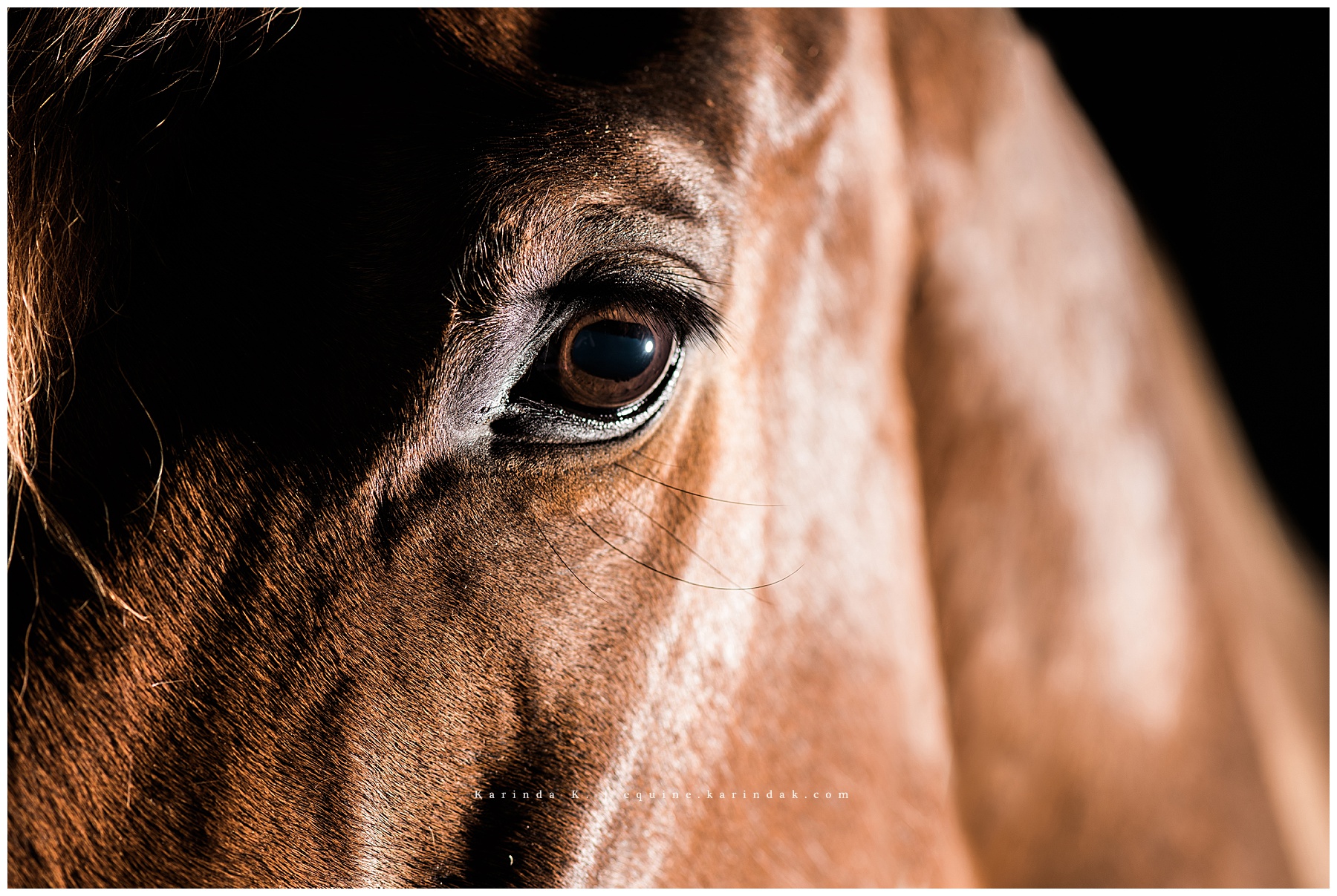 black background horse portrait 