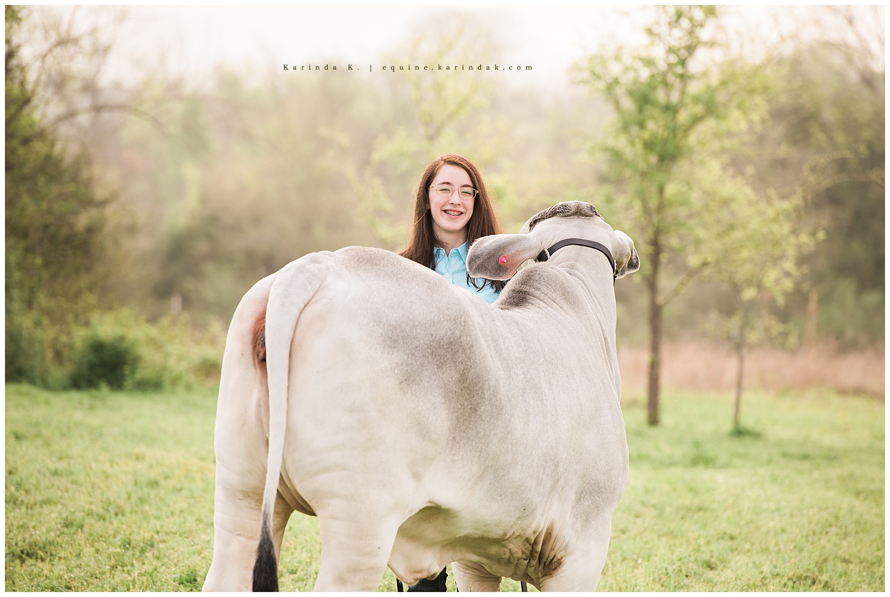 outdoor portraits girl and cow 