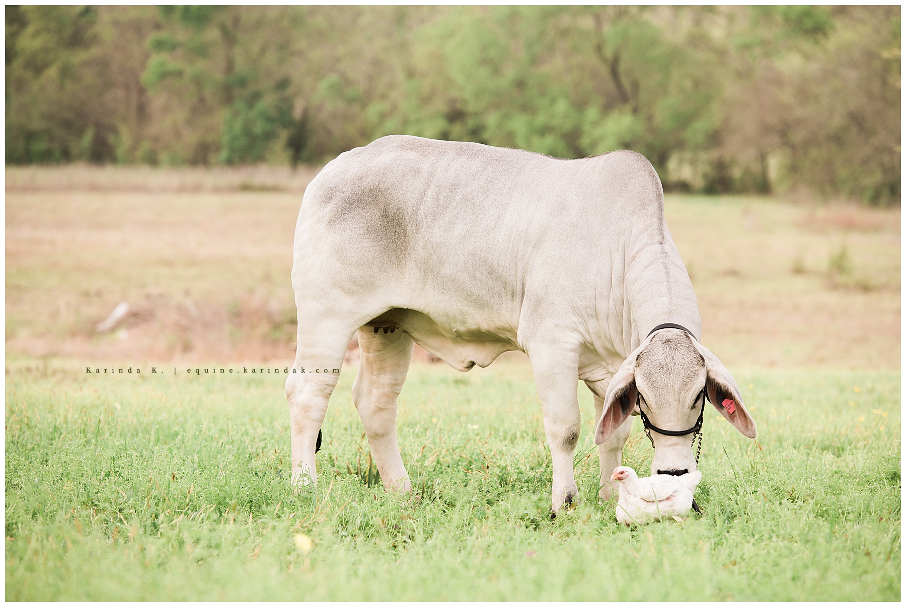 outdoor cow and chicken portrait 