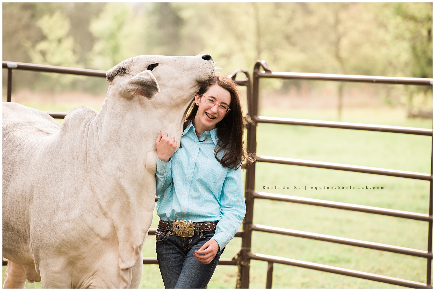 texas cow portraits 