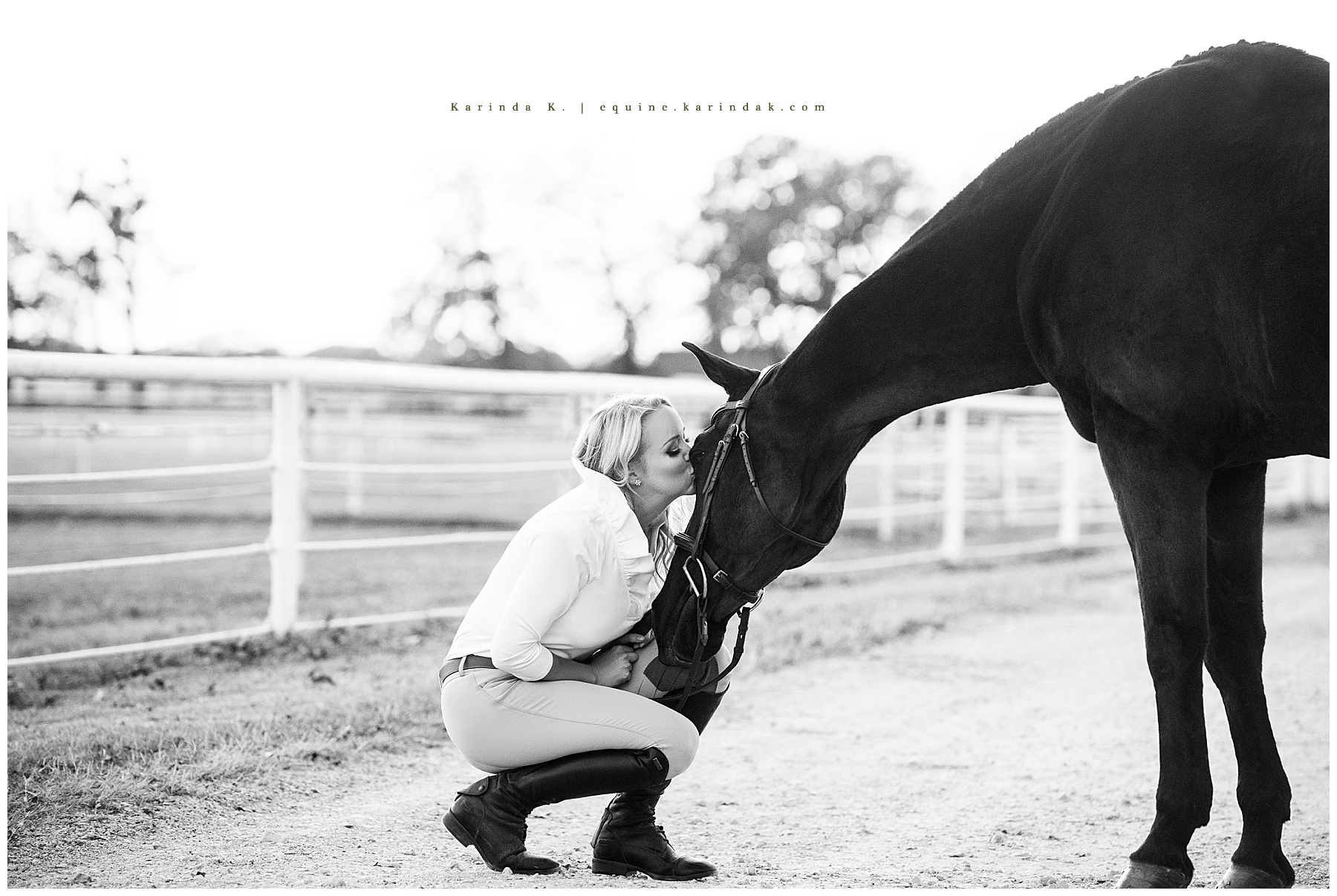 hunter jumper horse portraits dallas, tx