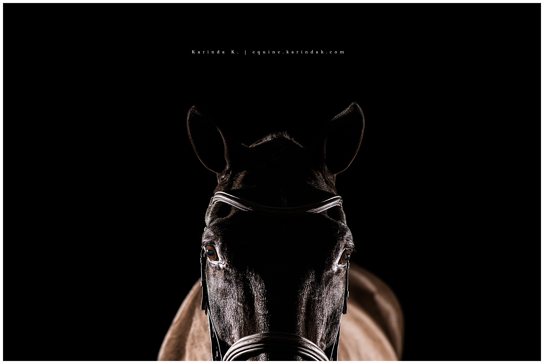 dallas equine photographer