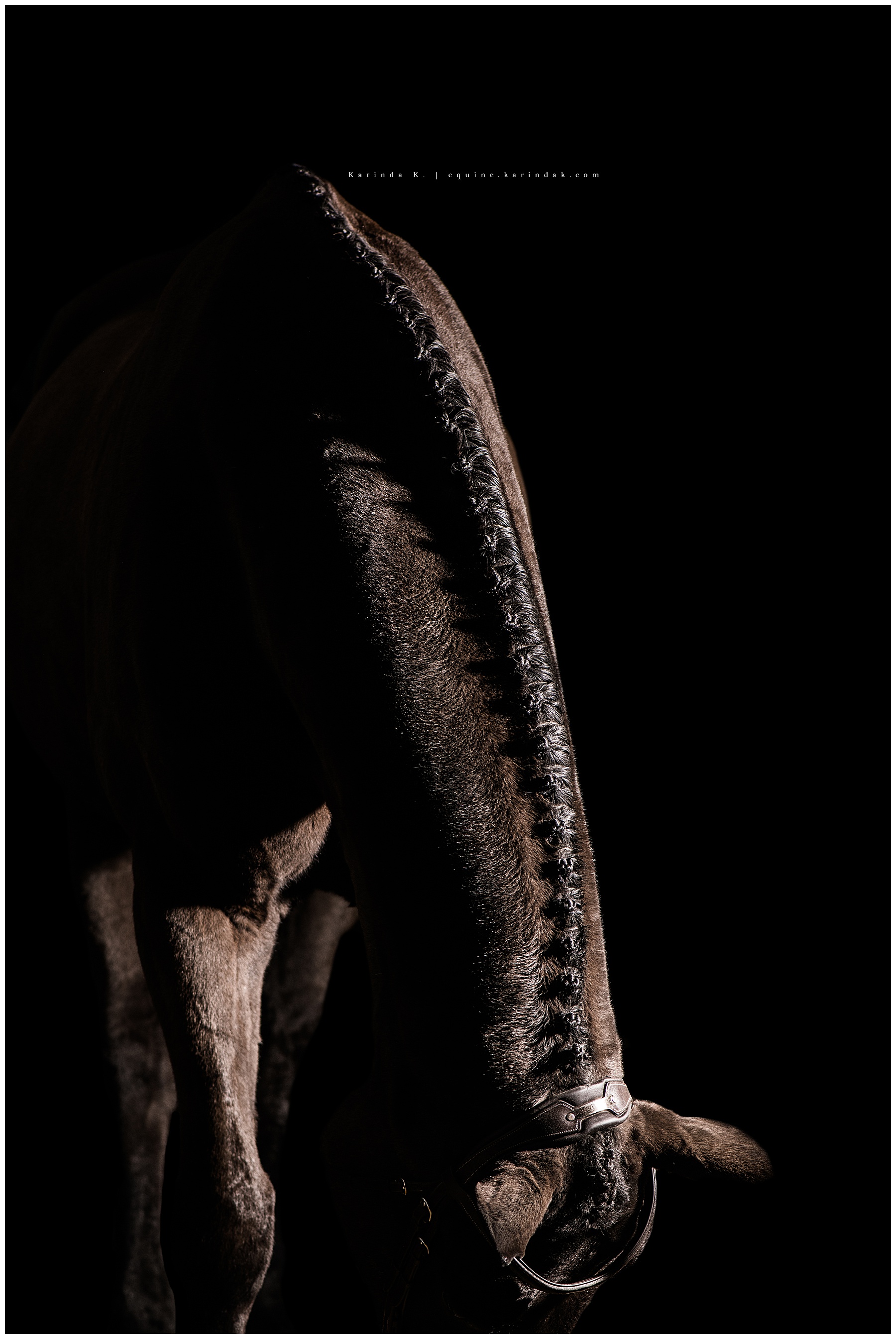 black background equine photographer 