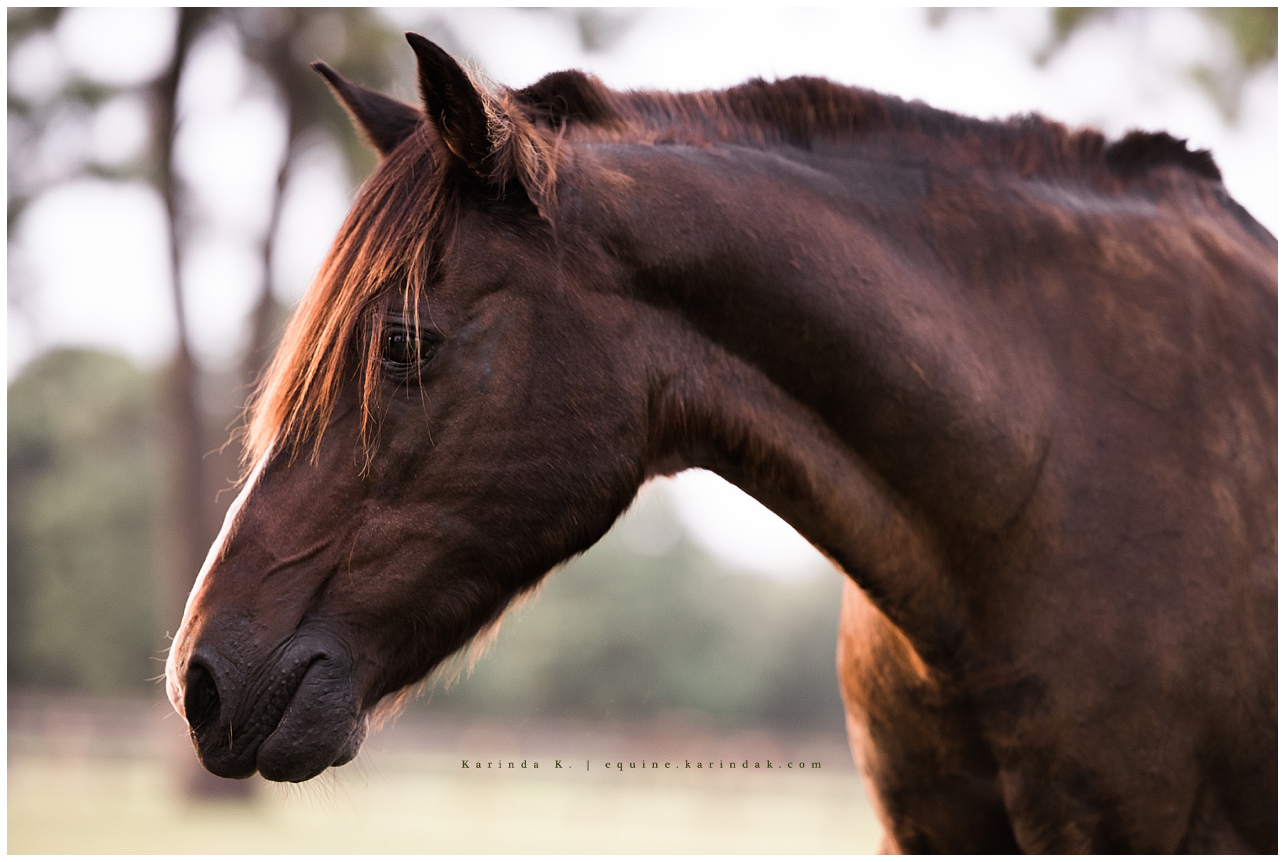 close up horse portrait 