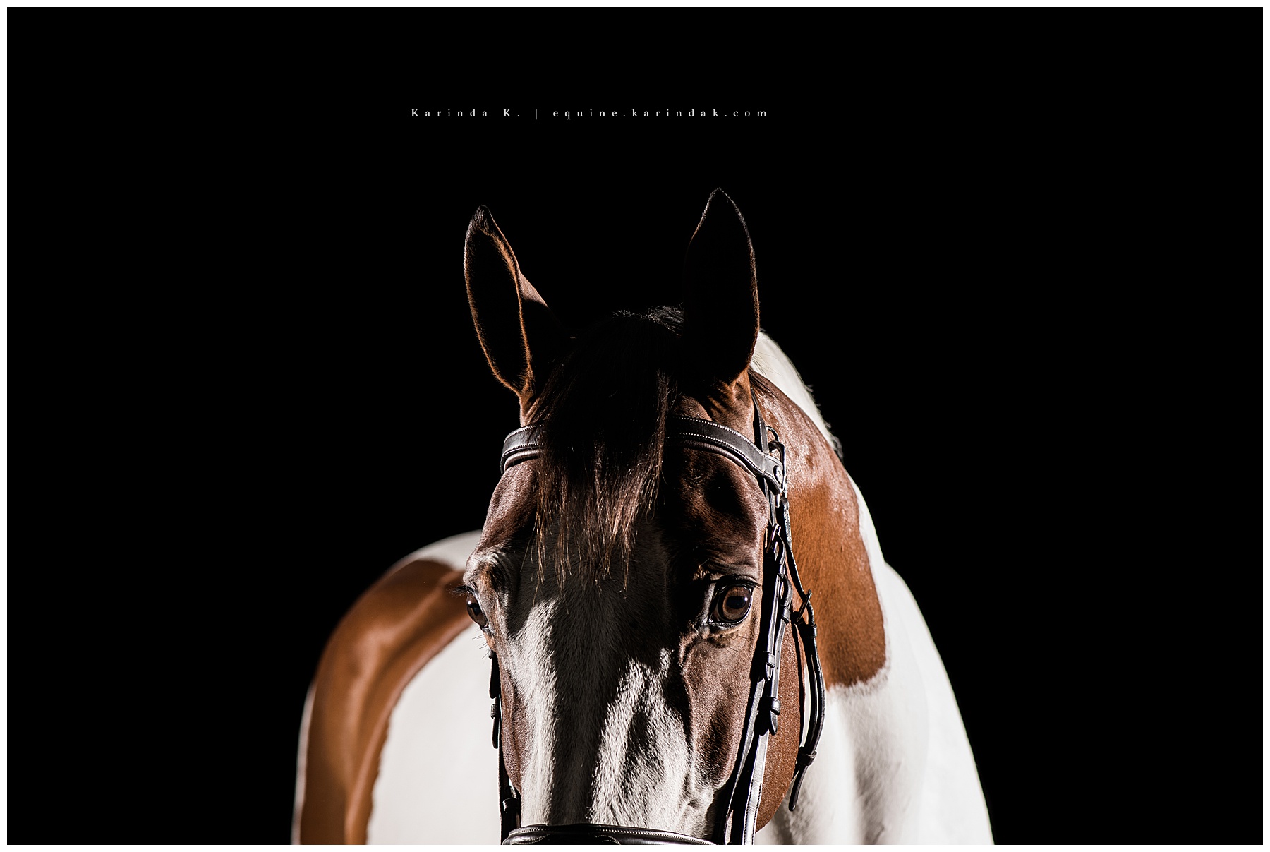 black background paint horse portrait spicewood, tx 