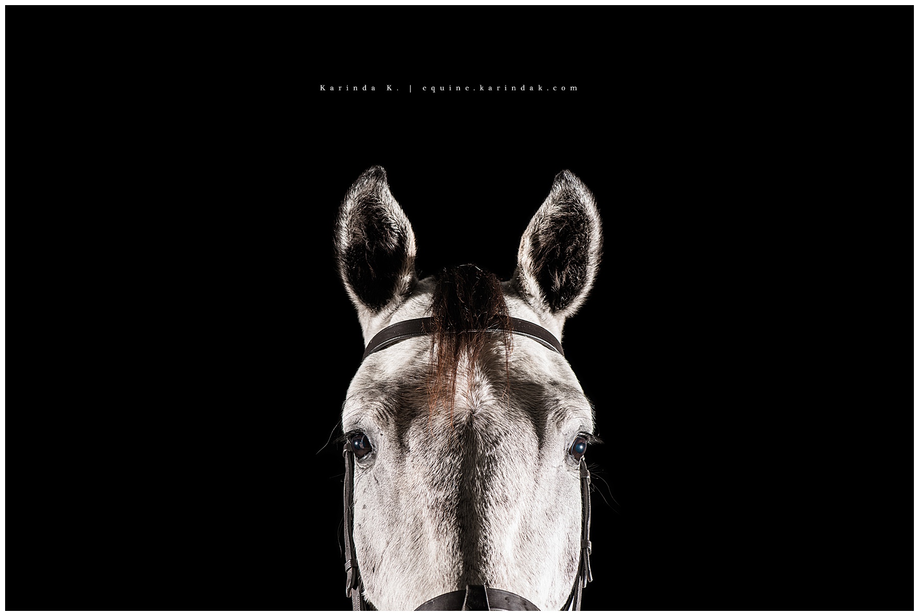 black background horse face close up portrait grey horse 