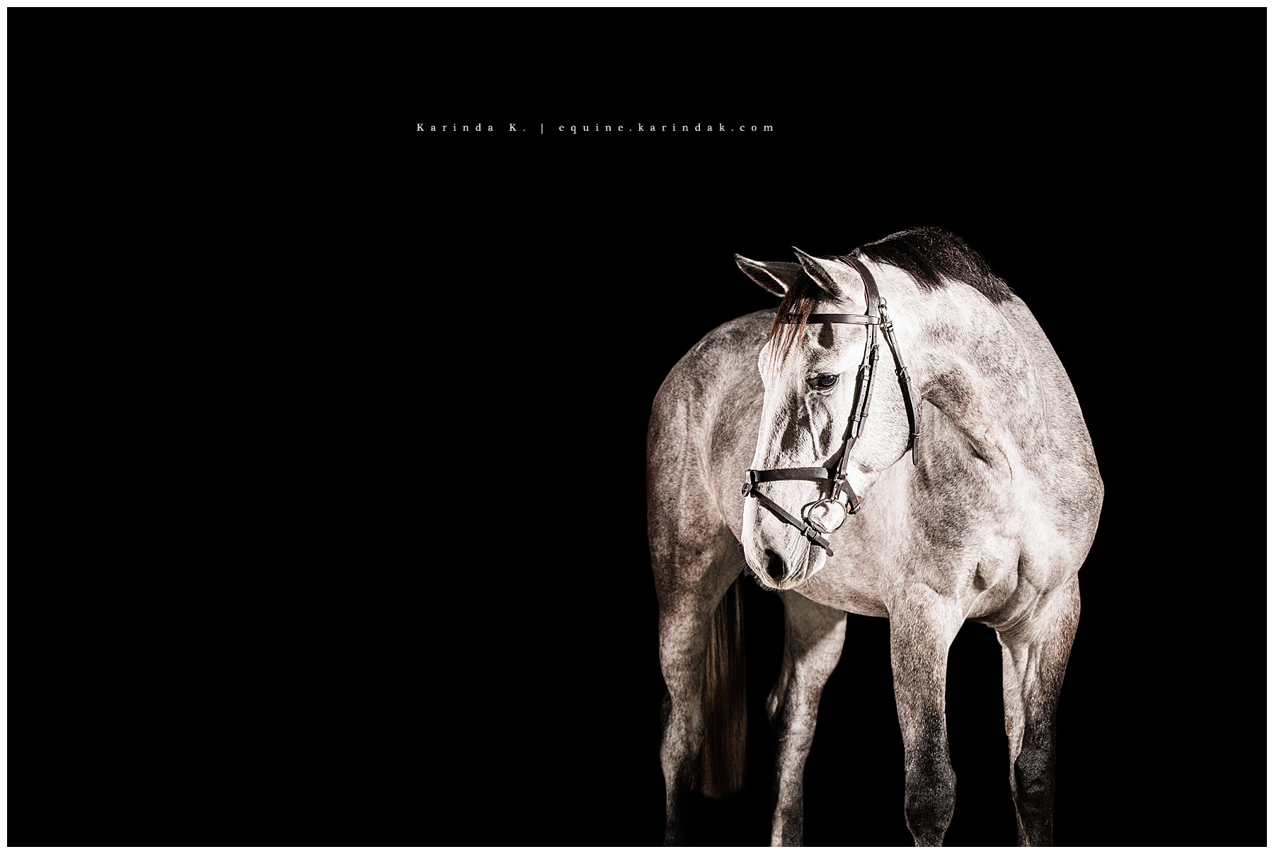 hunter jumper houston, tx black background portrait photographer 
