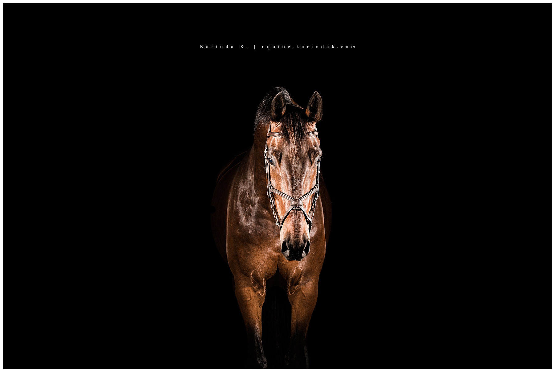 black background horse portraits 