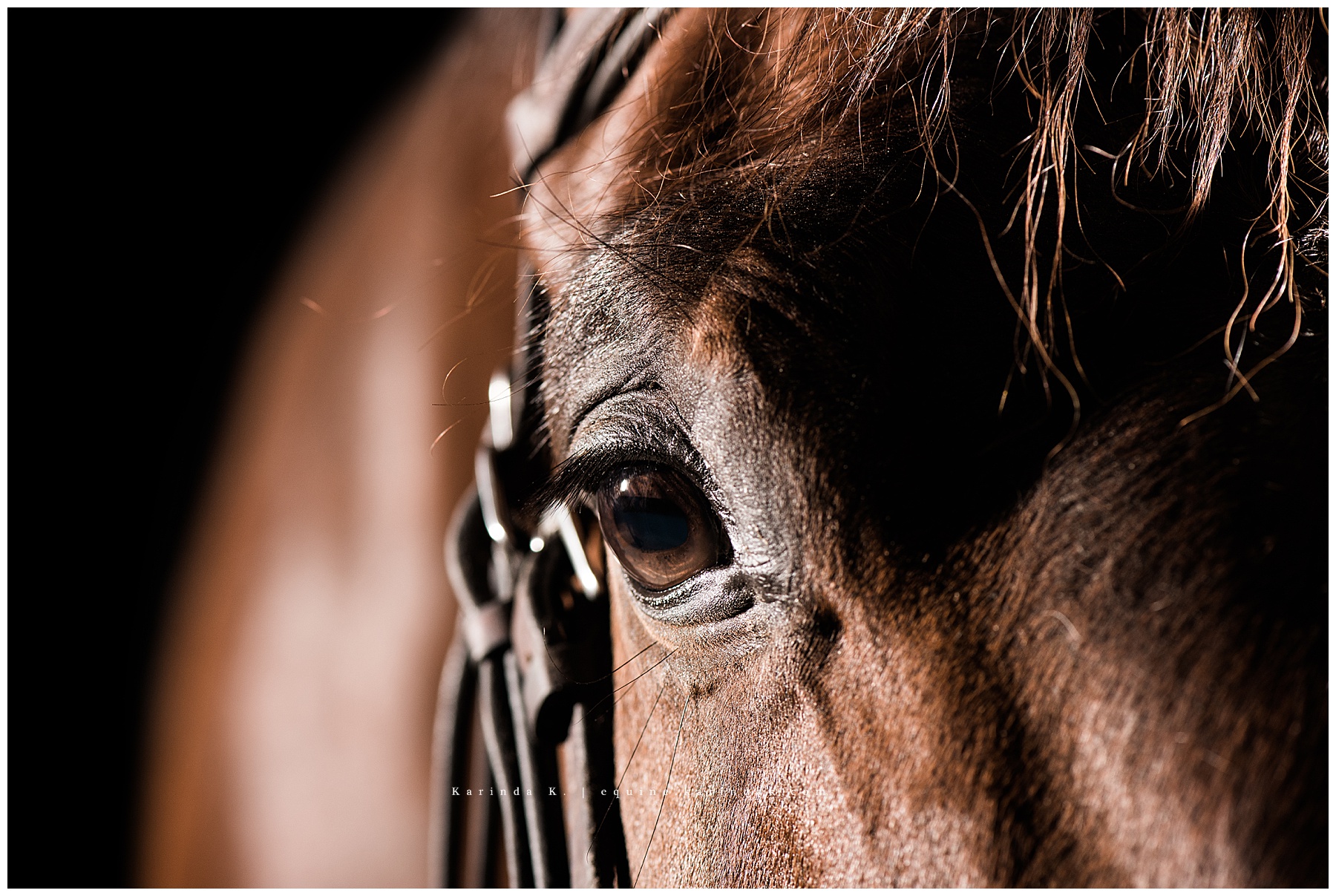 black background horse portraits austin tx