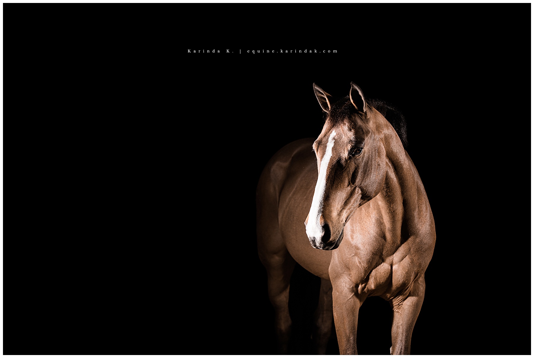 black background portraits windswept farms argyle, tx photographer 