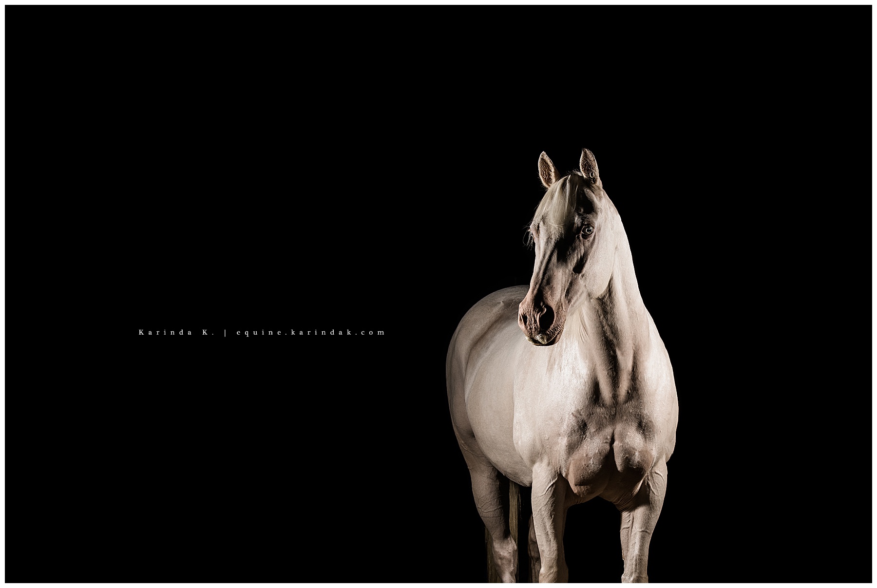 blue eyed horse portrait