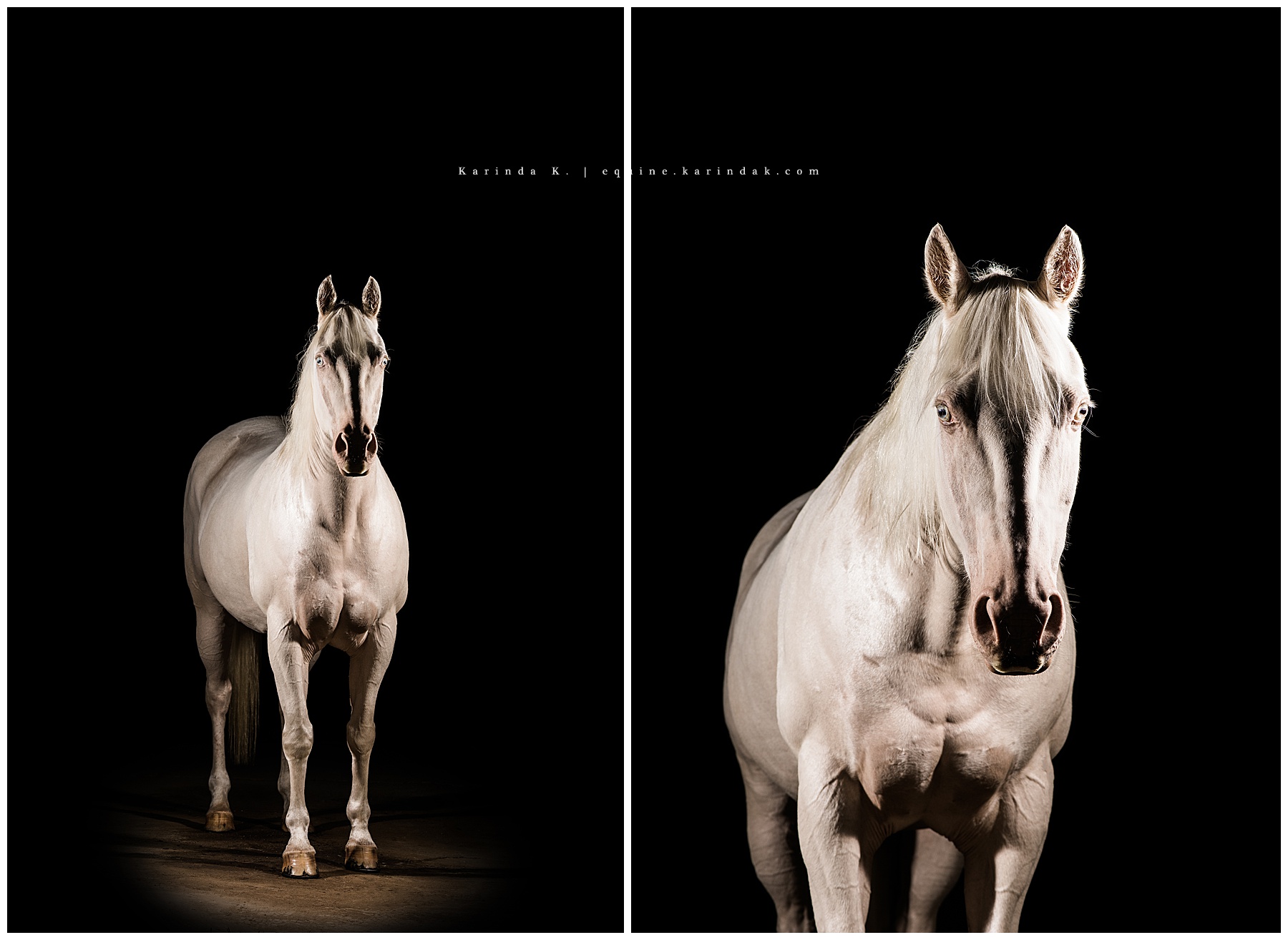 white horse black background portrait