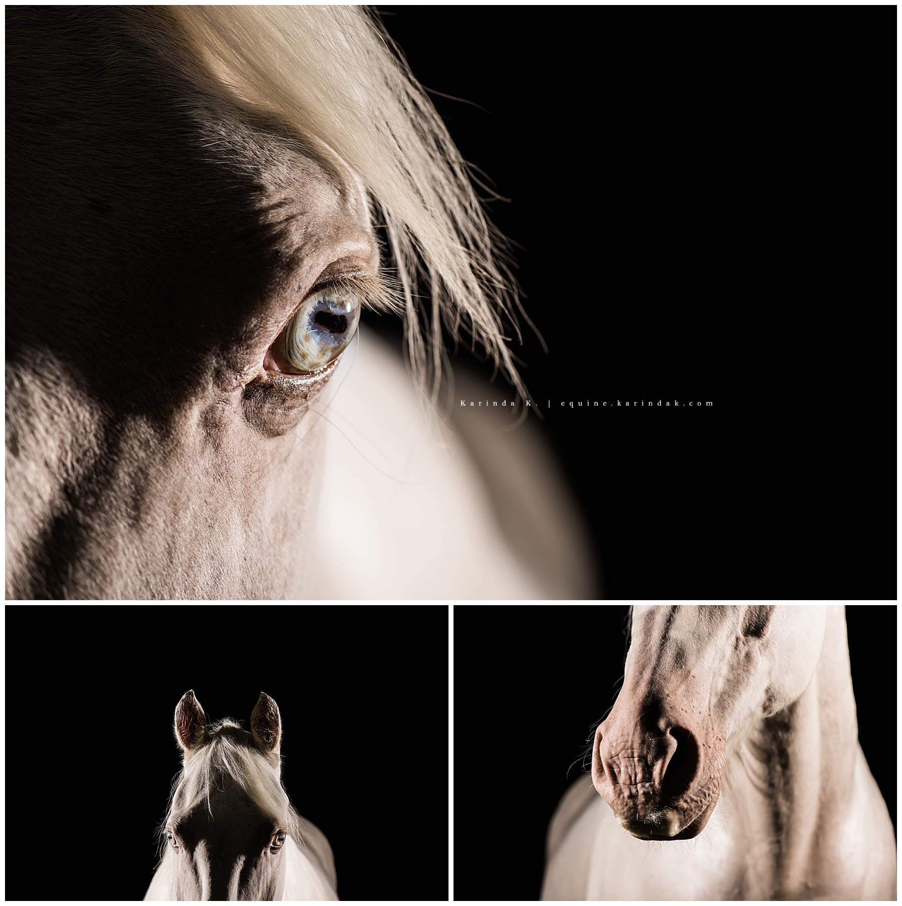 western horses black background portraits 
