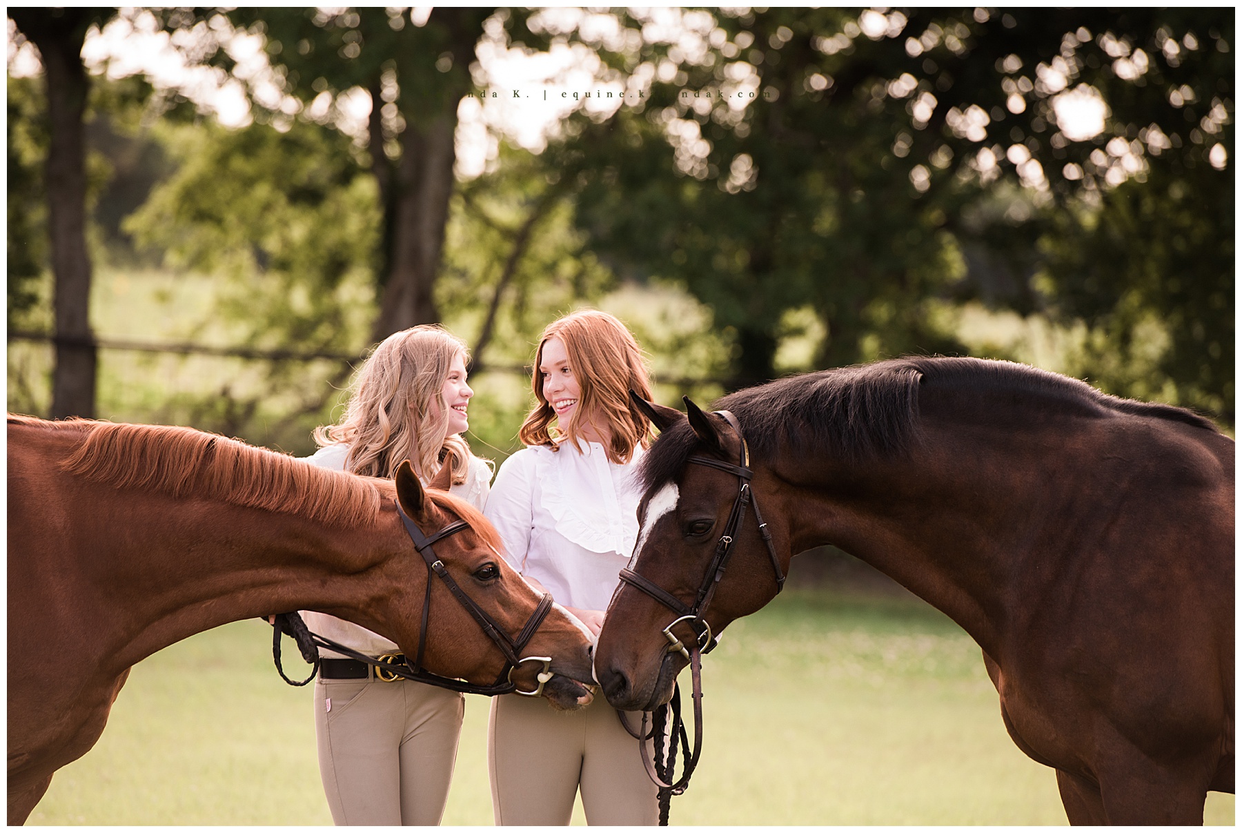 horse portraits horses kissing 
