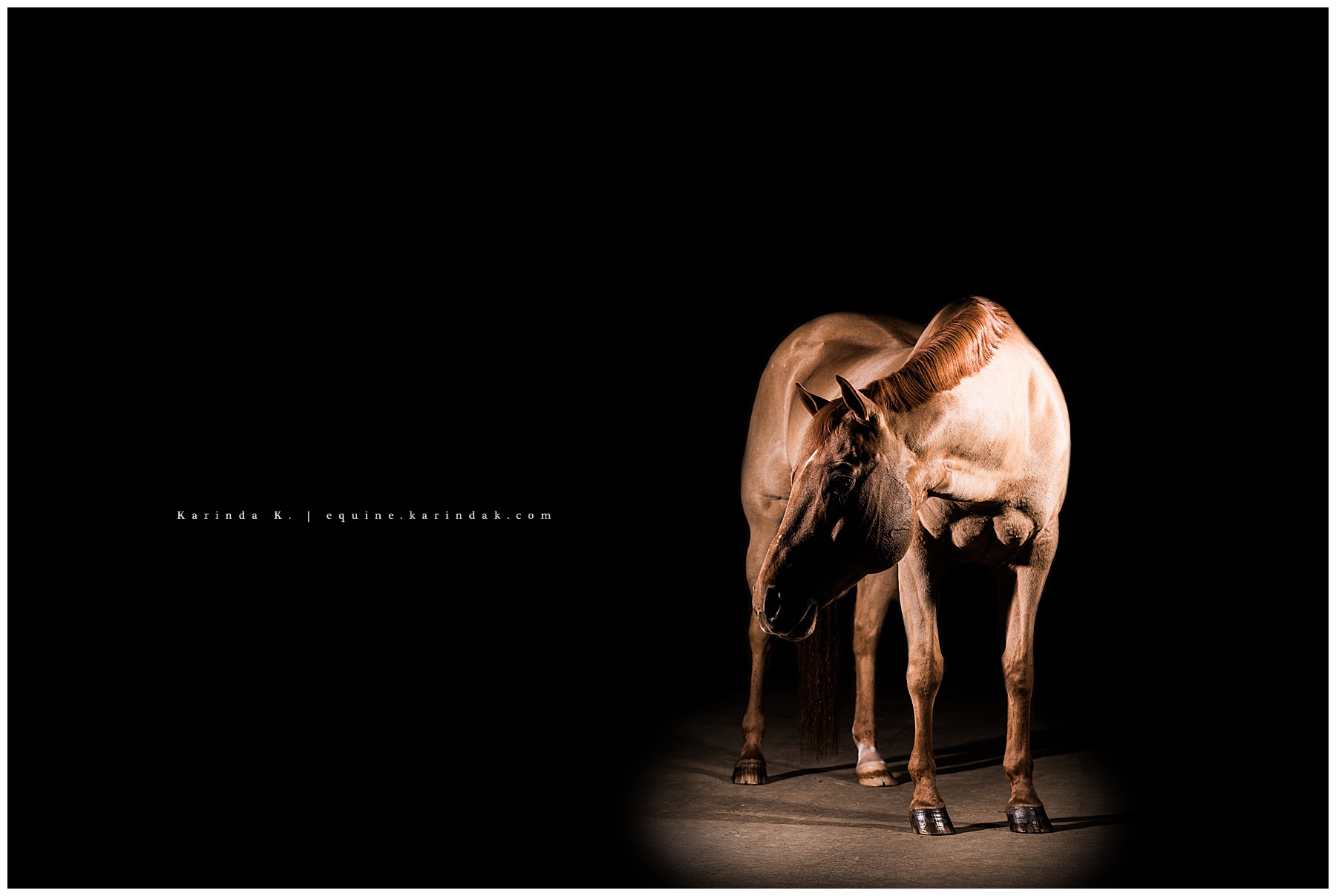 black background equine photographer houston, tx