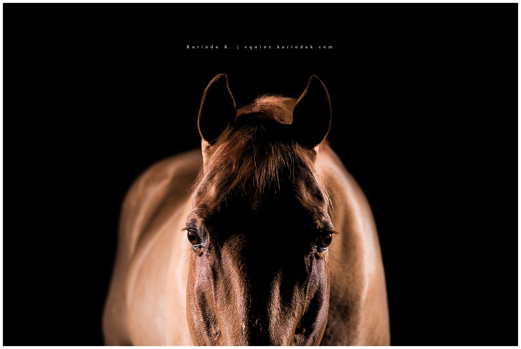 horse close up portrait black background magnolia, tx
