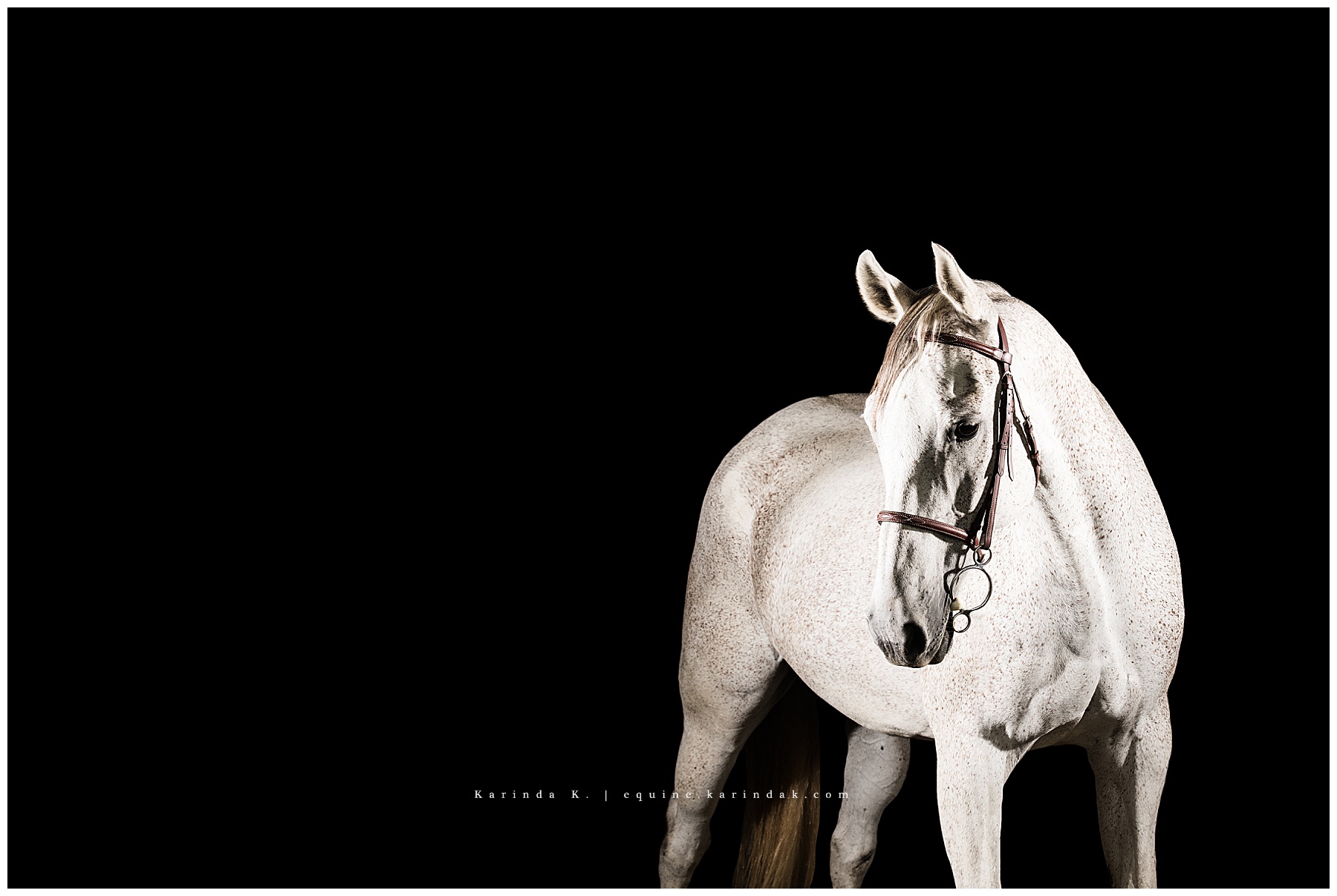 black background portraits grey horse 