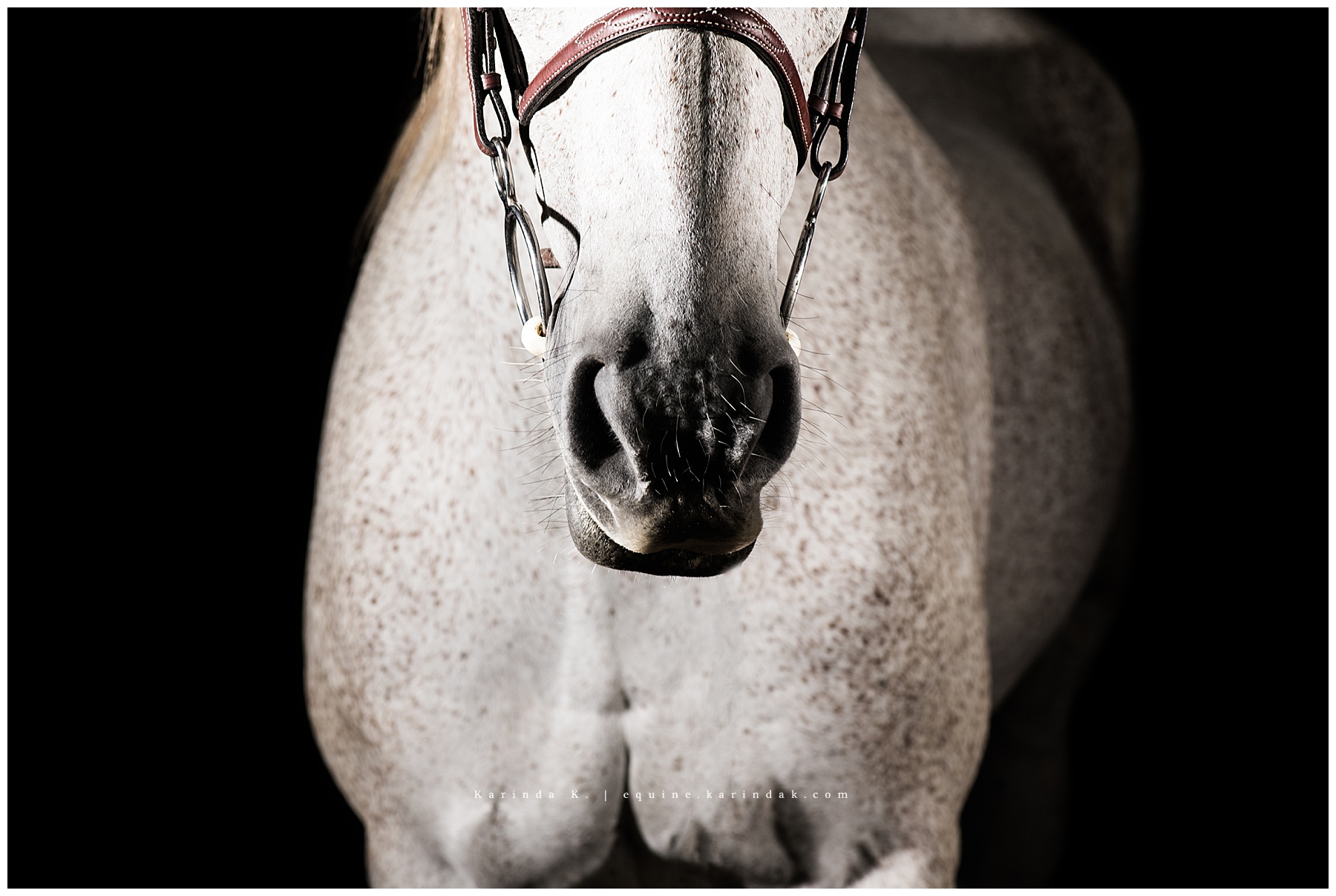 black background grey horse portrait 