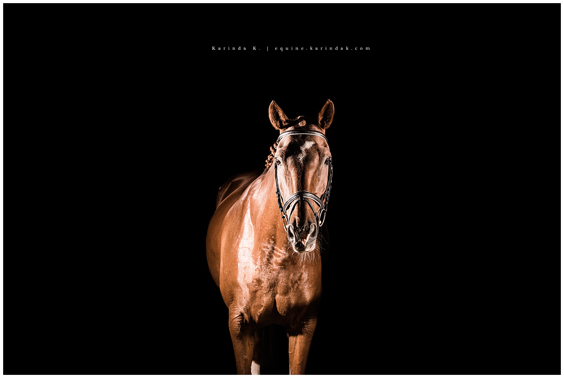 Tara Royal Equestrian McKinney, TX black background photographer 