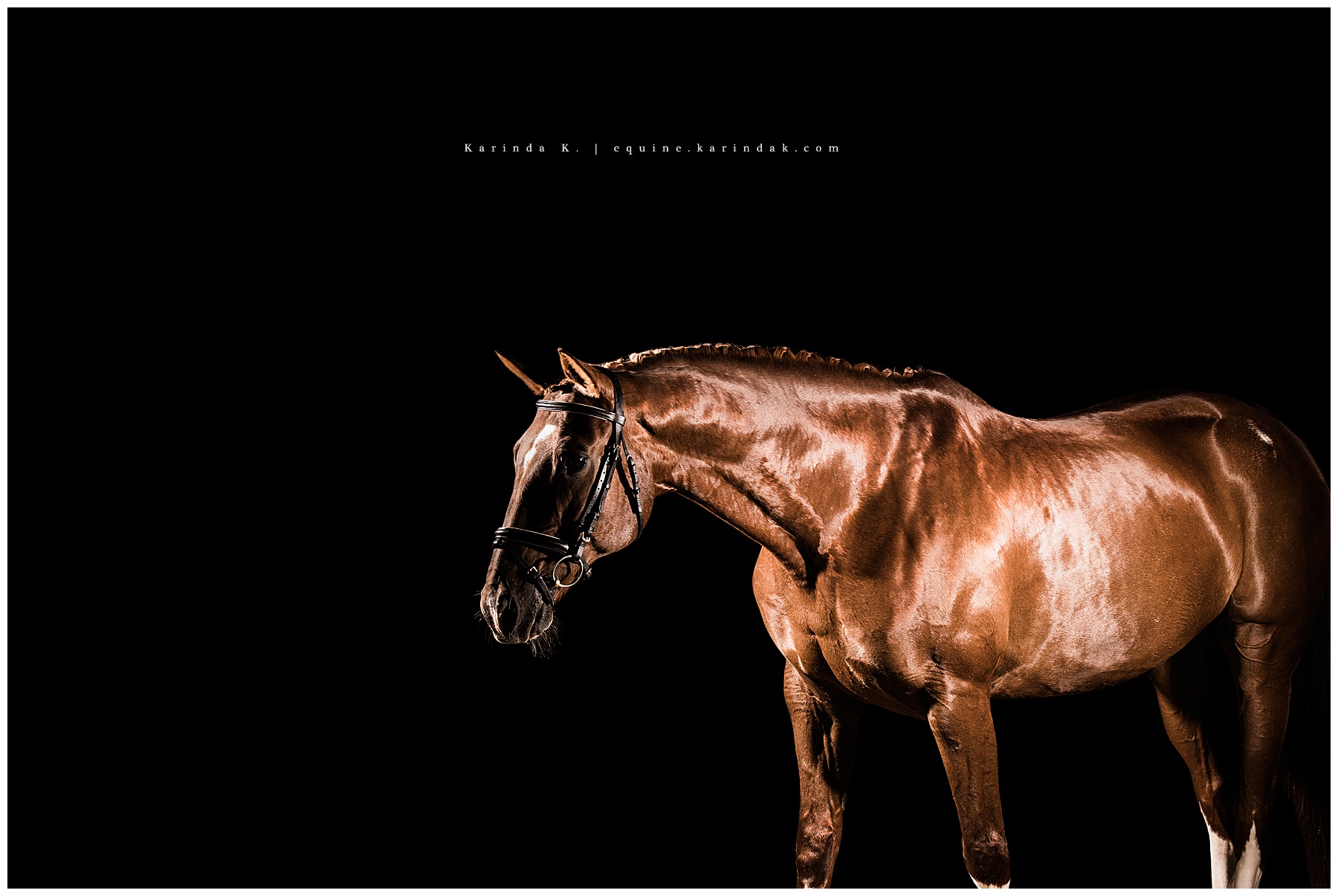 black background chestnut dressage portrait 
