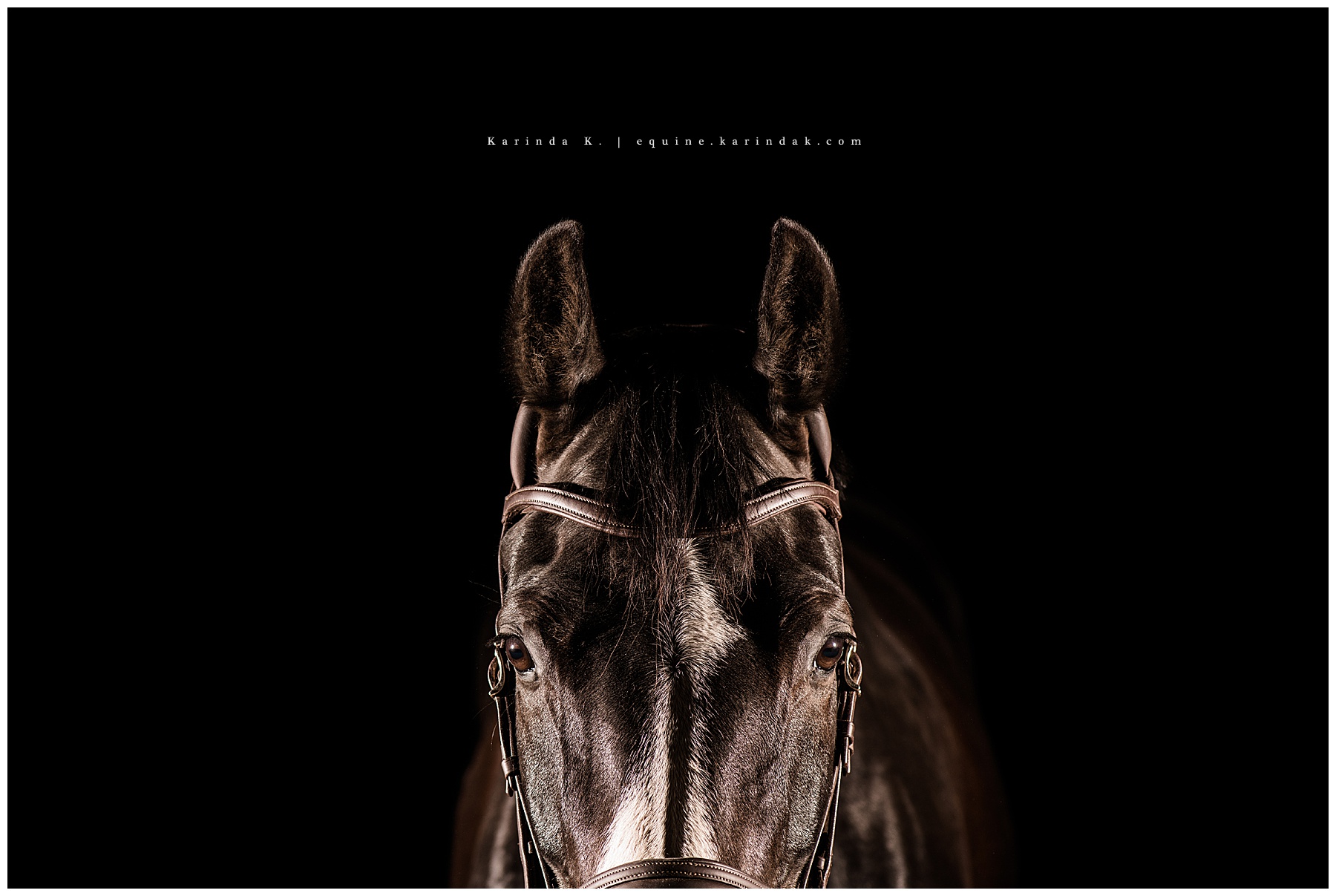 black background hunter jumper horse portrait Towanda, KS