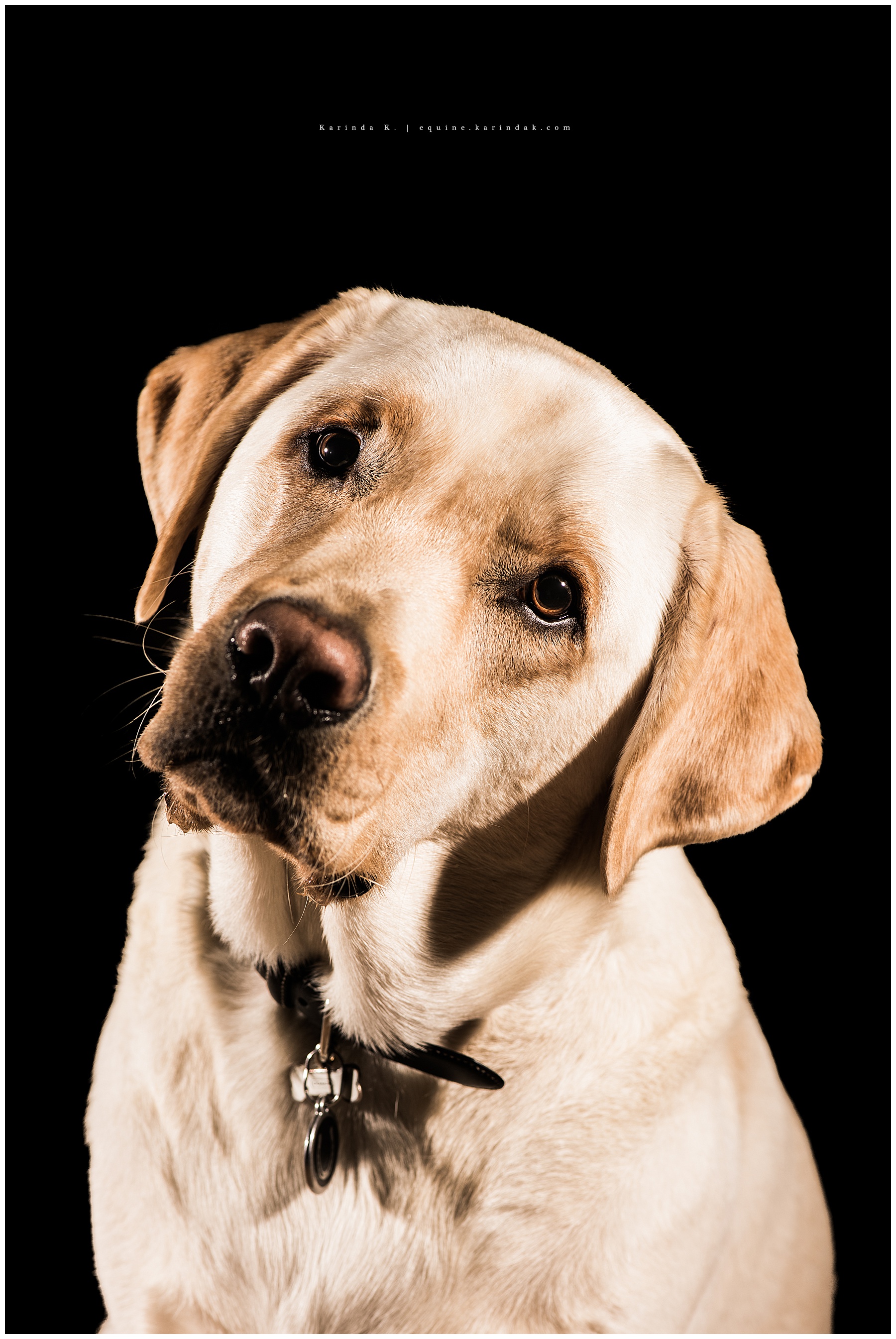 black background dog portrait yellow lab 