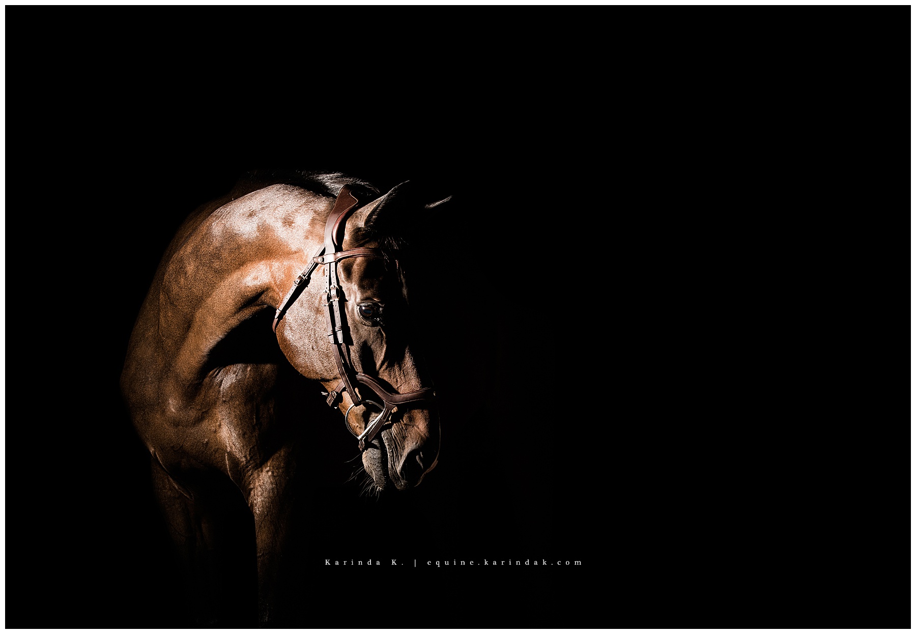 black background texas equine photographer 