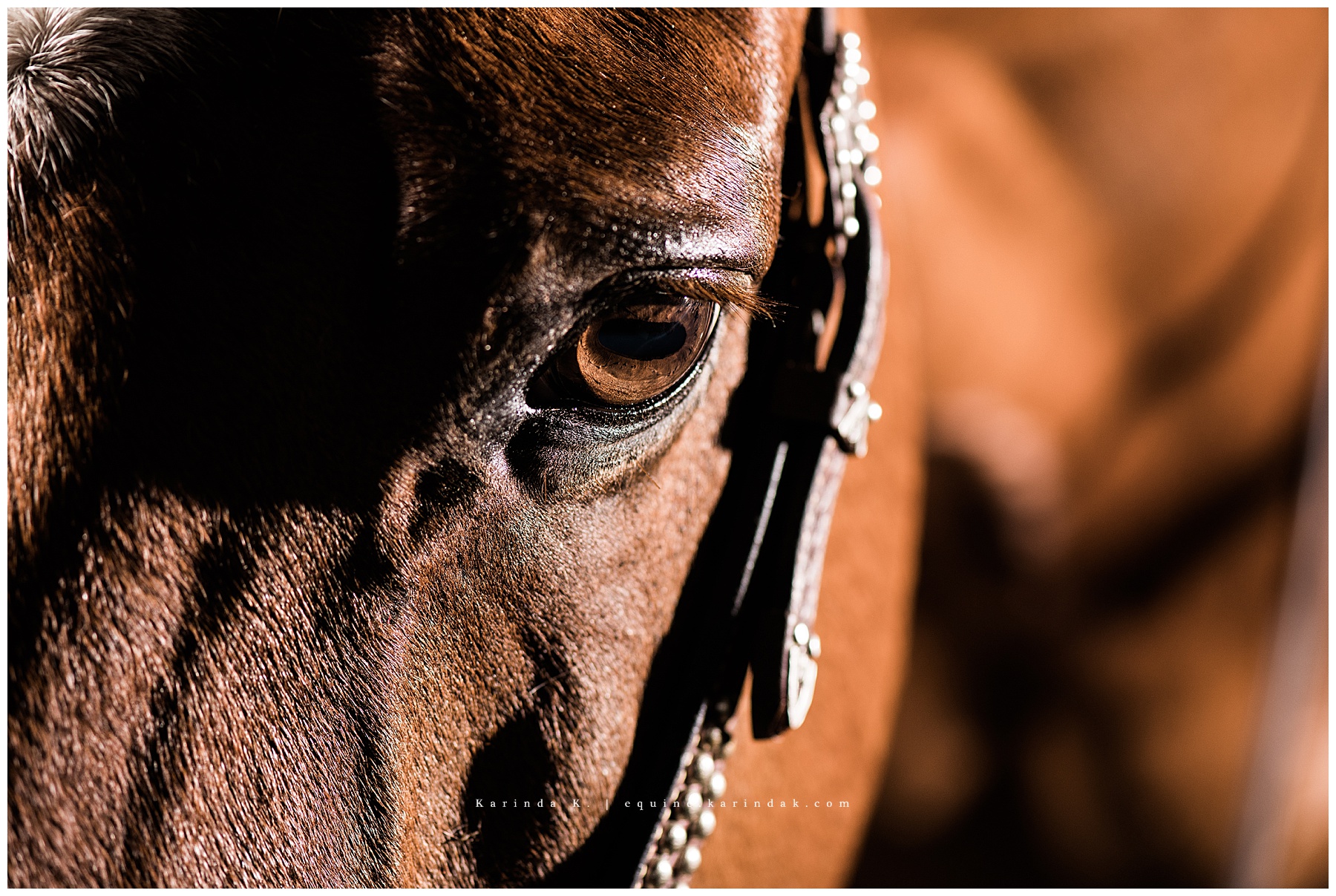 reining portraits AQHA
